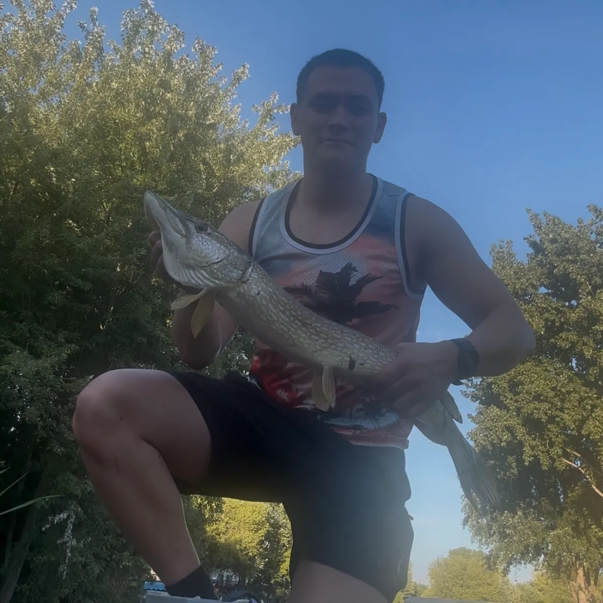 Northern pike caught on Fishbrain