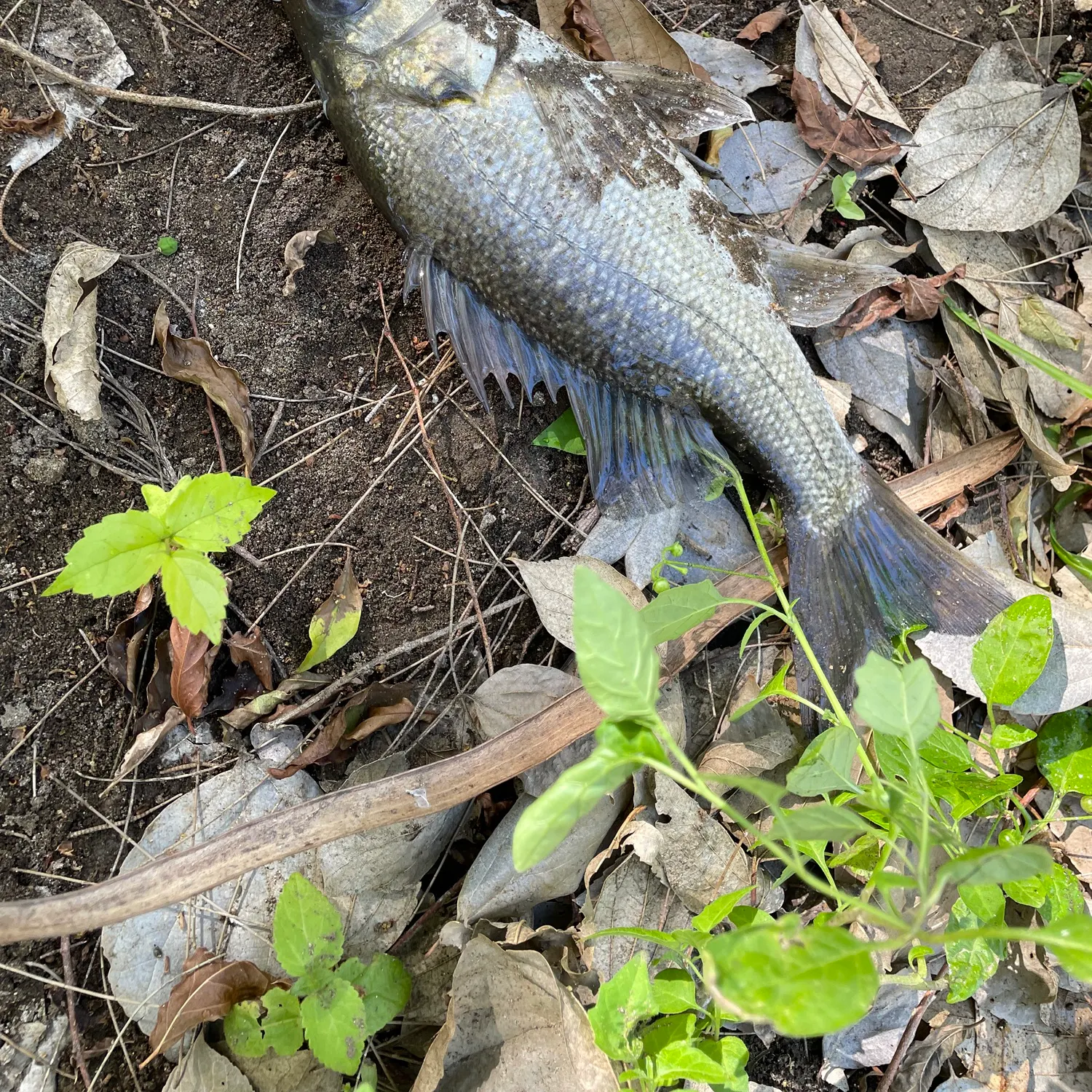 The most recent Australian bass catches on Fishbrain