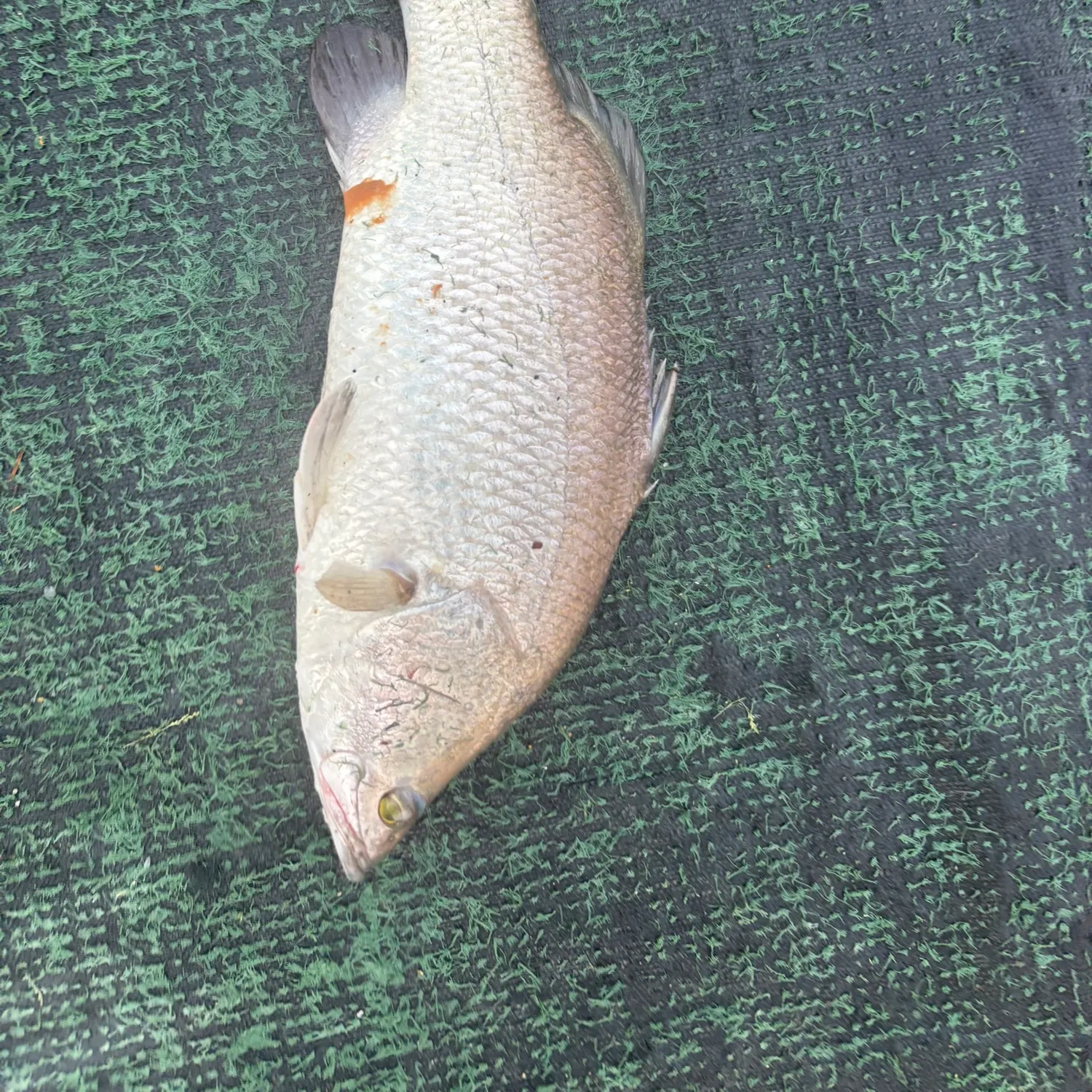 The most recent Barramundi catches on Fishbrain