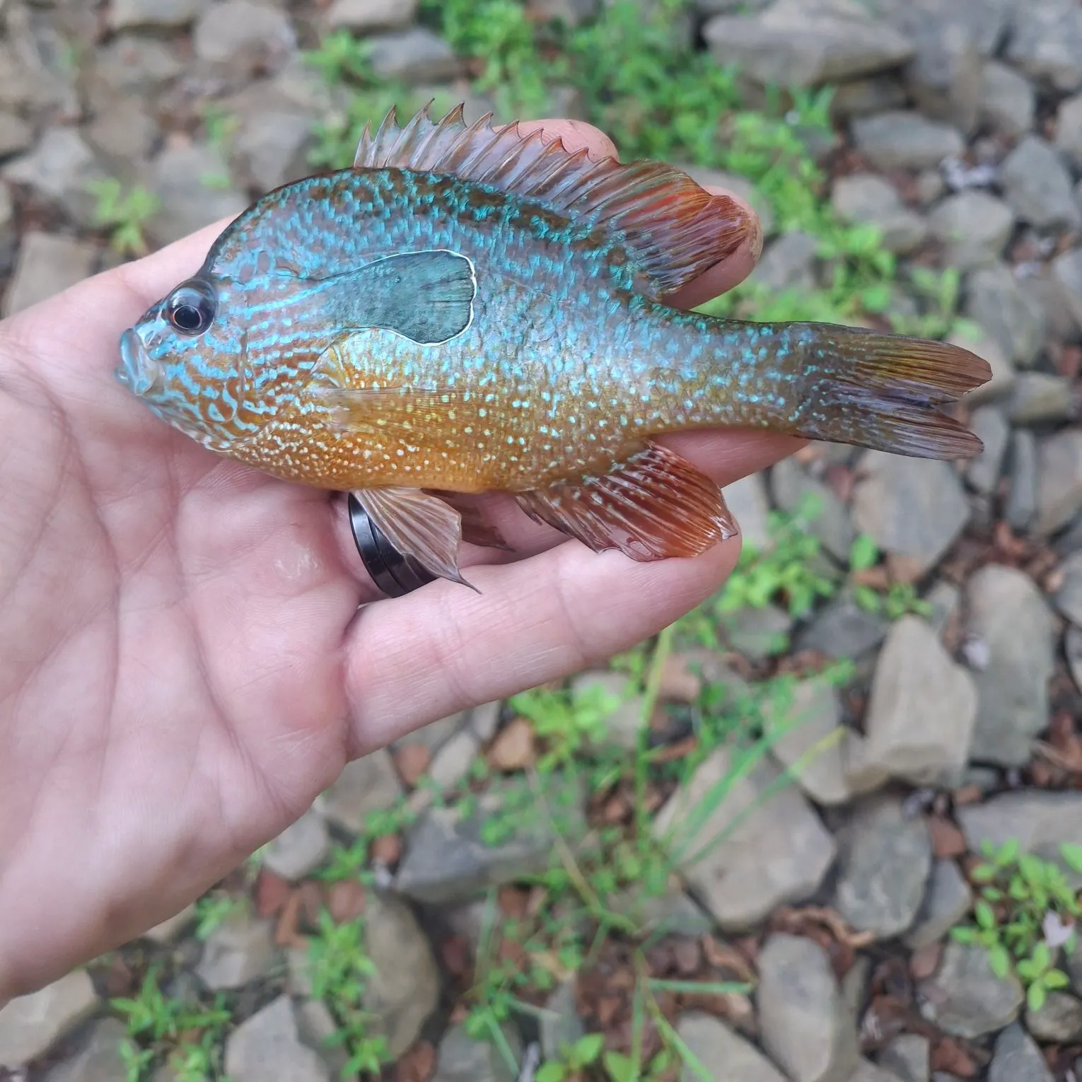 Longear sunfish caught on Fishbrain