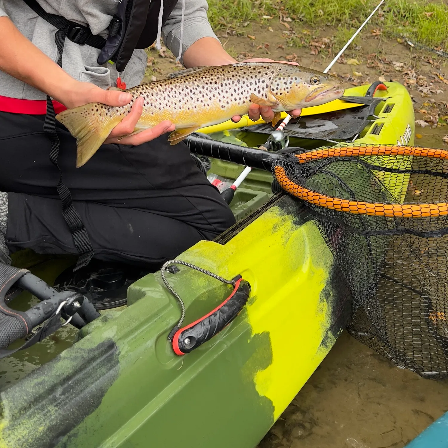 Brown trout caught on Fishbrain