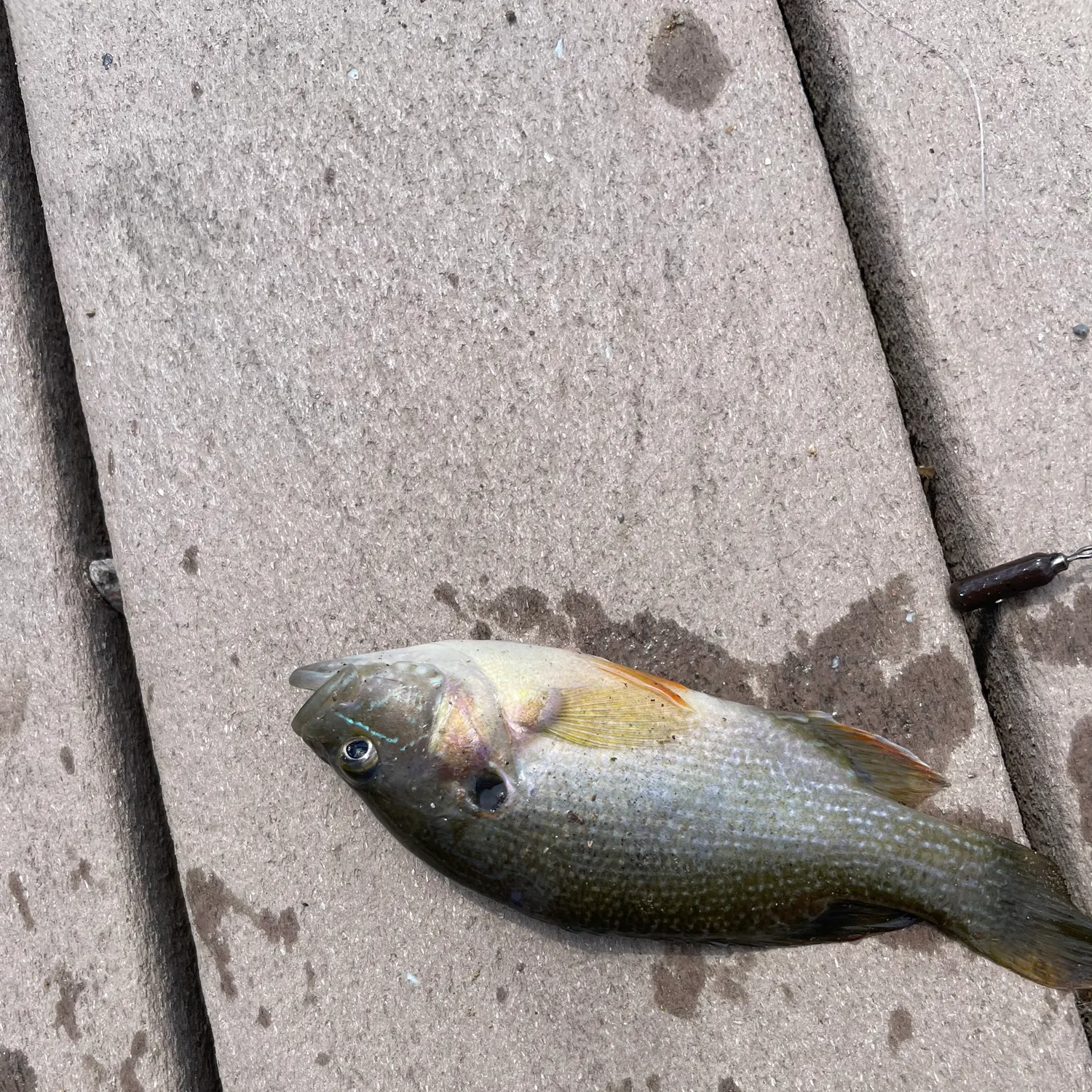 Green sunfish caught on Fishbrain
