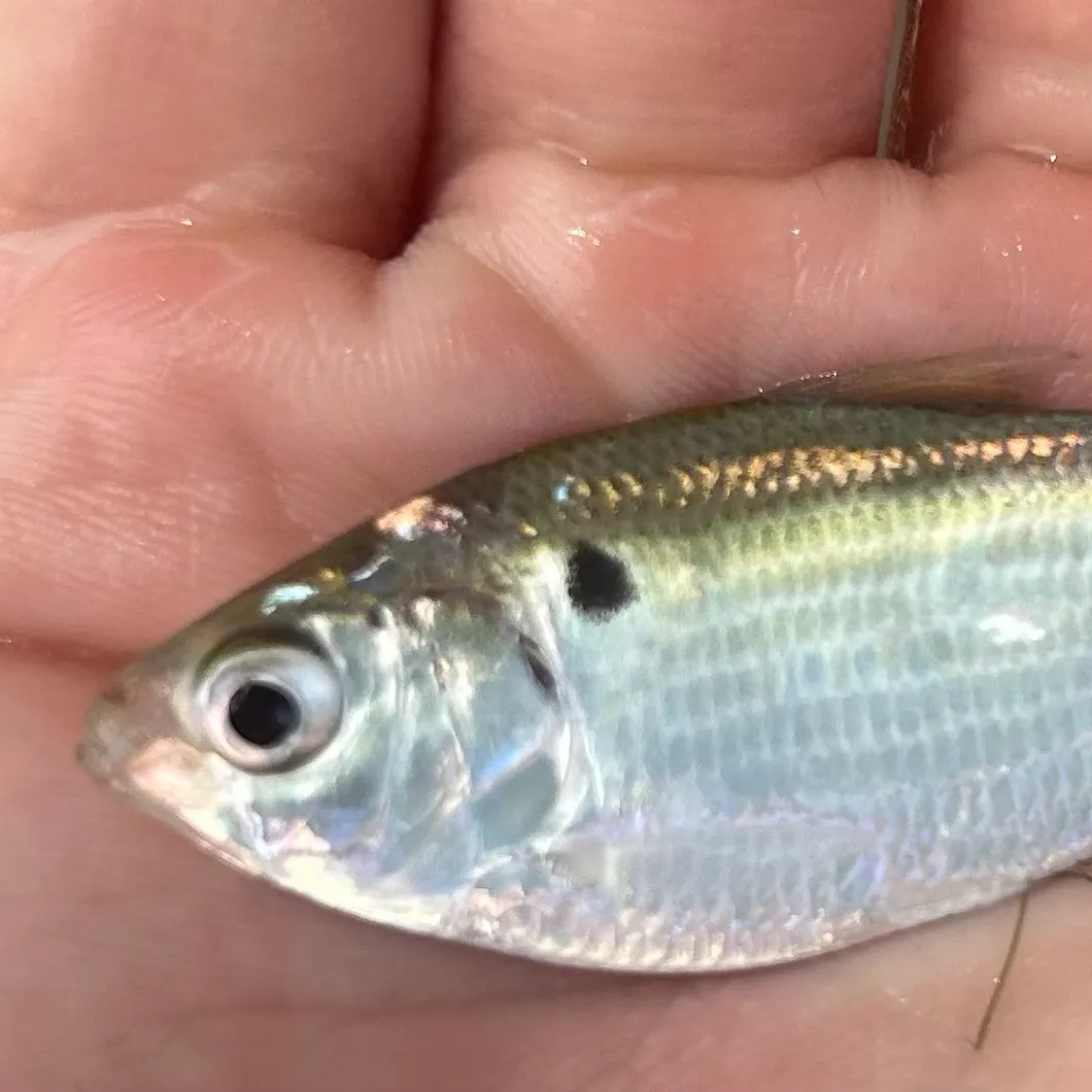 The most recent Threadfin shad catches on Fishbrain