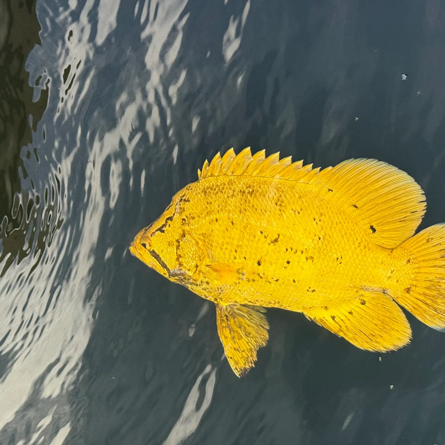 The most recent Atlantic tripletail catches on Fishbrain