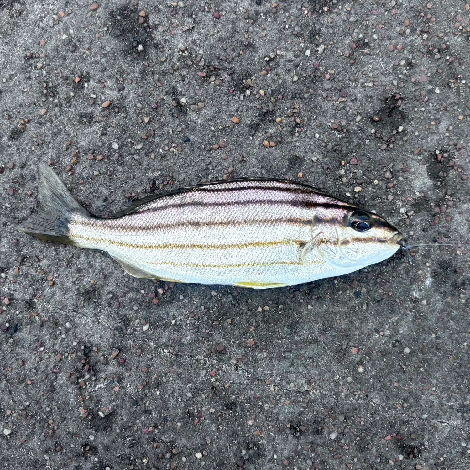 The most recent Four-lined Grunter catches on Fishbrain