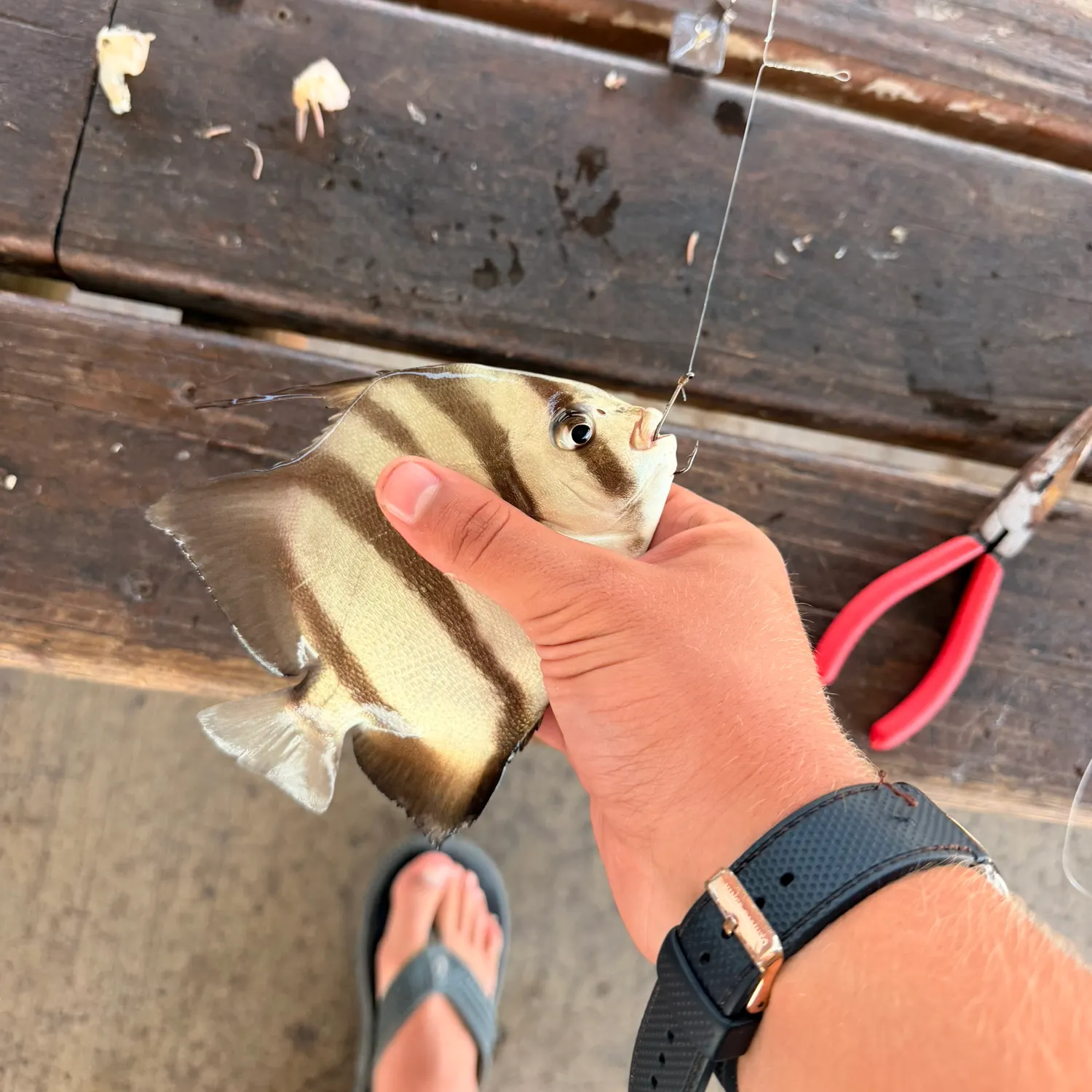 recently logged catches