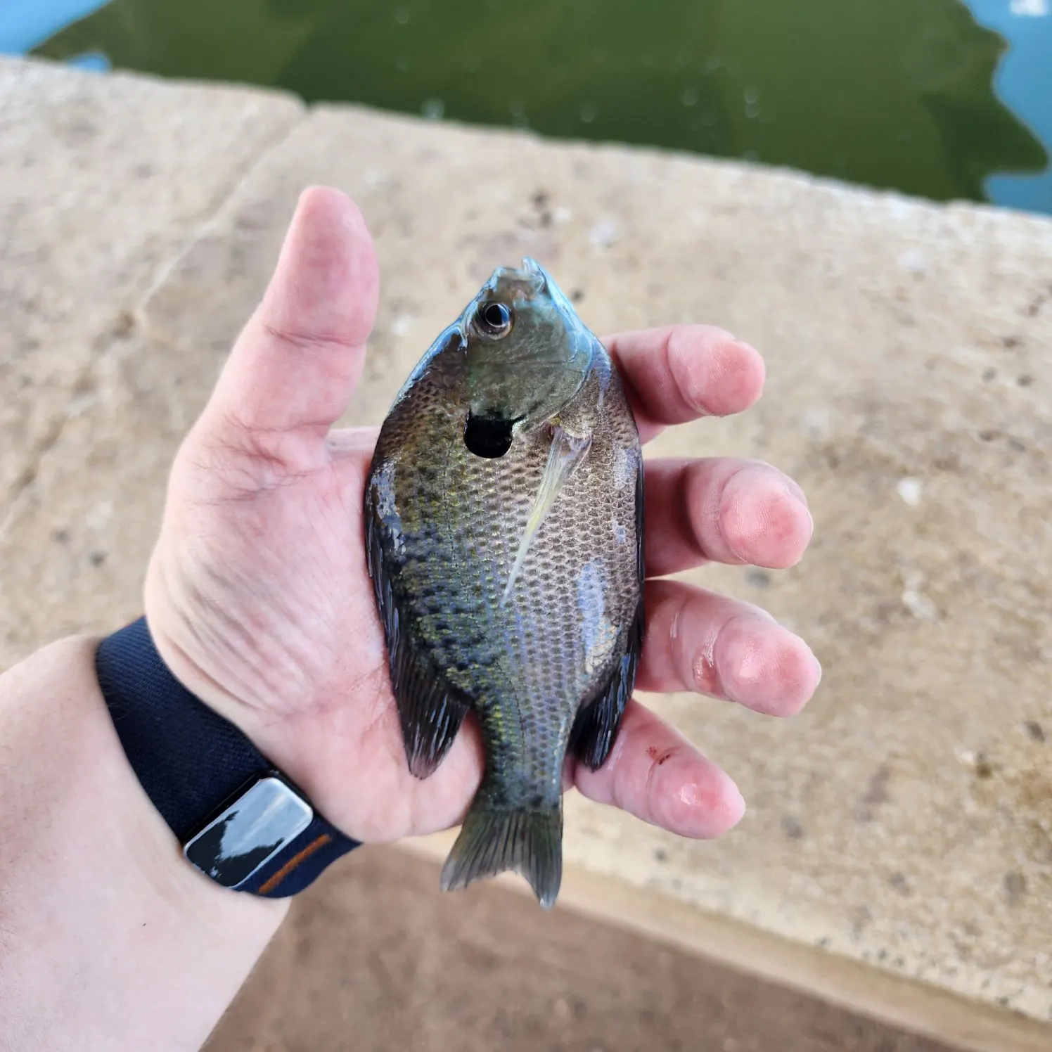 Bluegill caught on Fishbrain