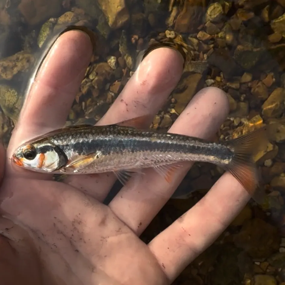 Bleeding shiner caught on Fishbrain