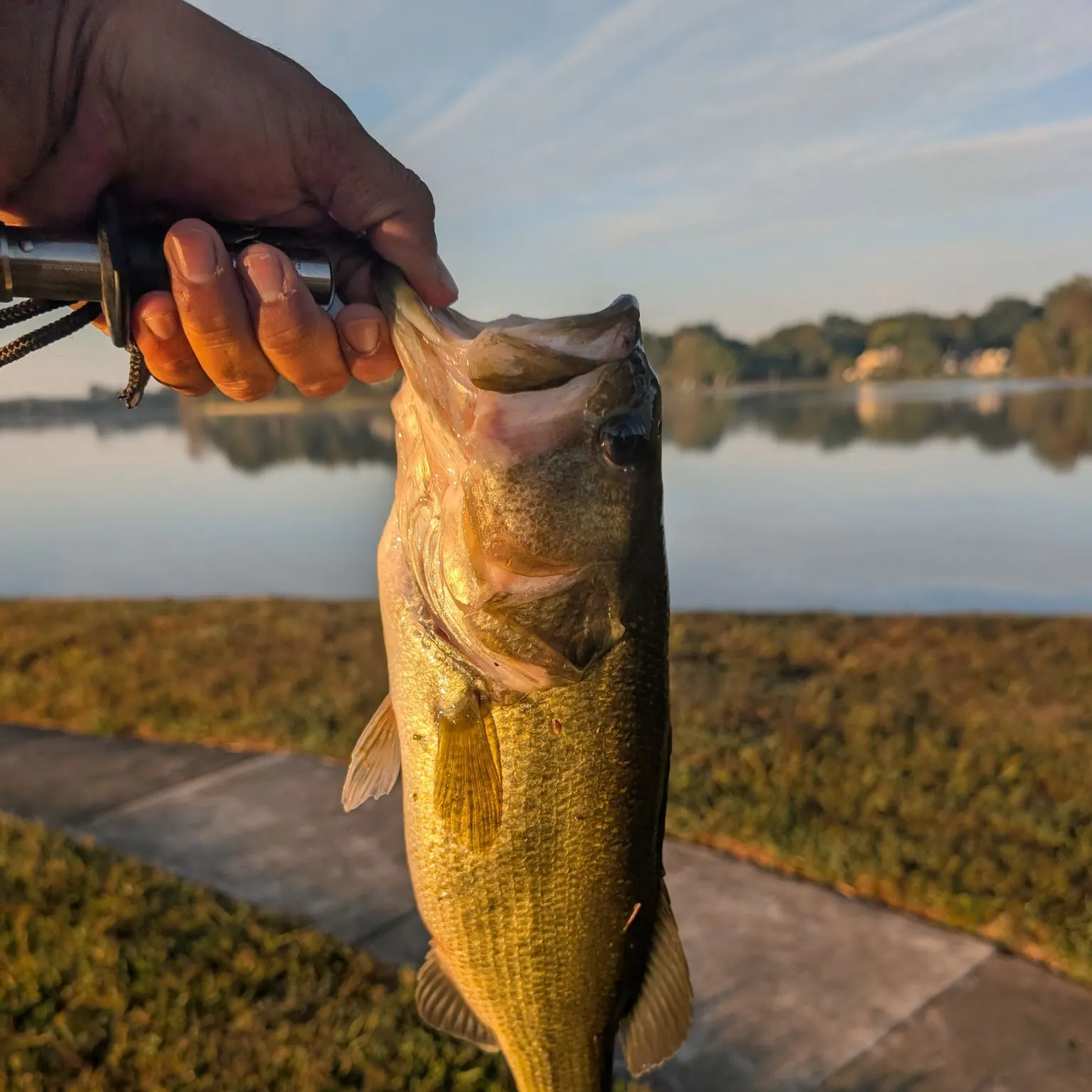 Largemouth bass caught on Fishbrain