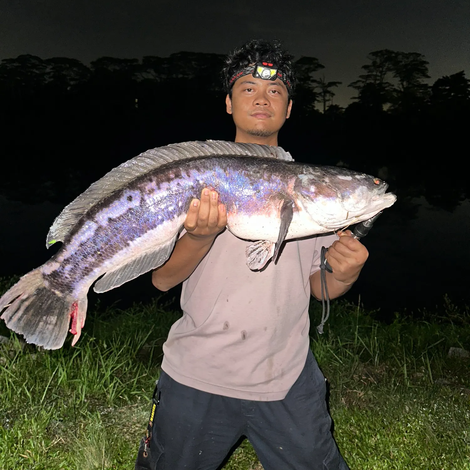 The most recent Indonesian snakehead catches on Fishbrain