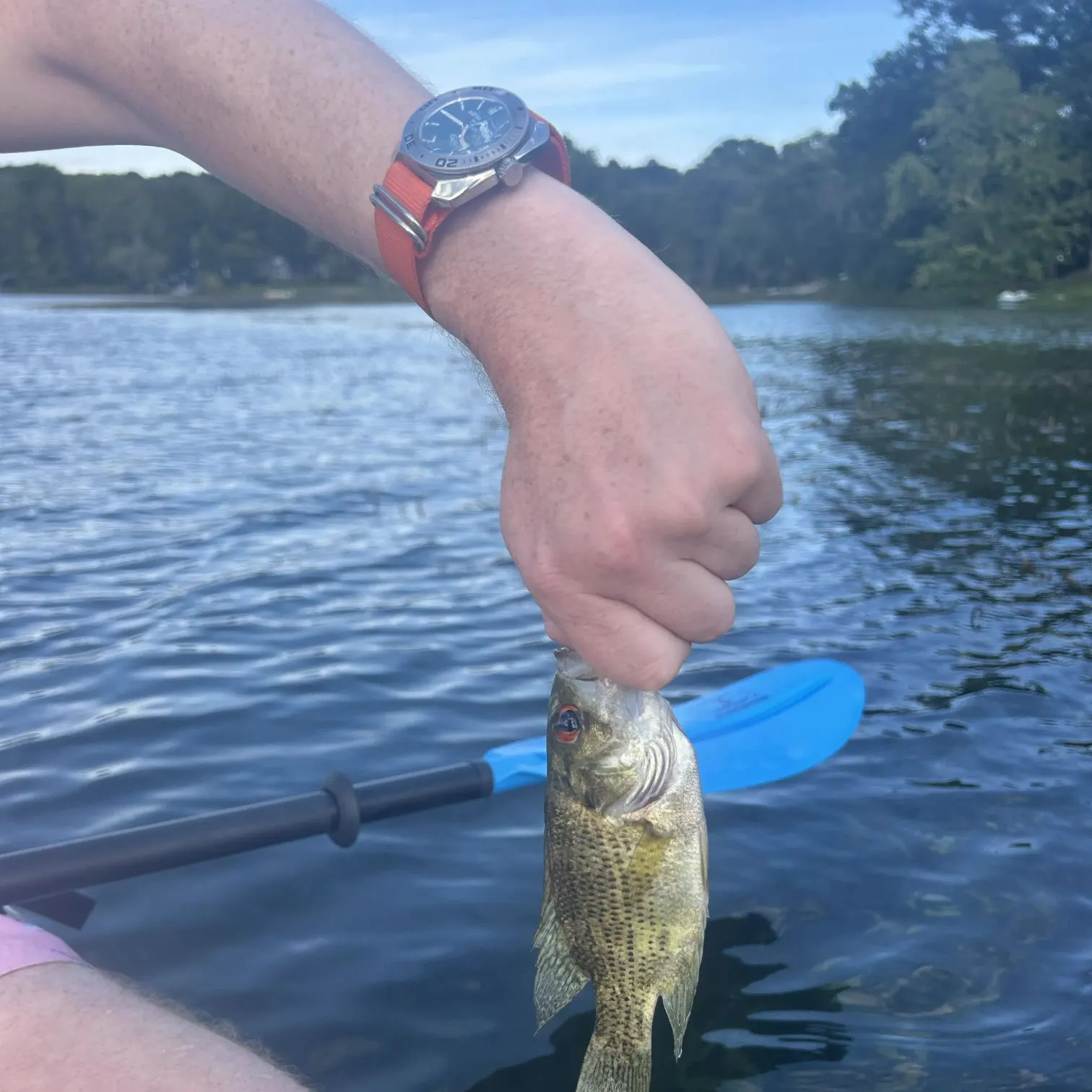 Rock bass caught on Fishbrain