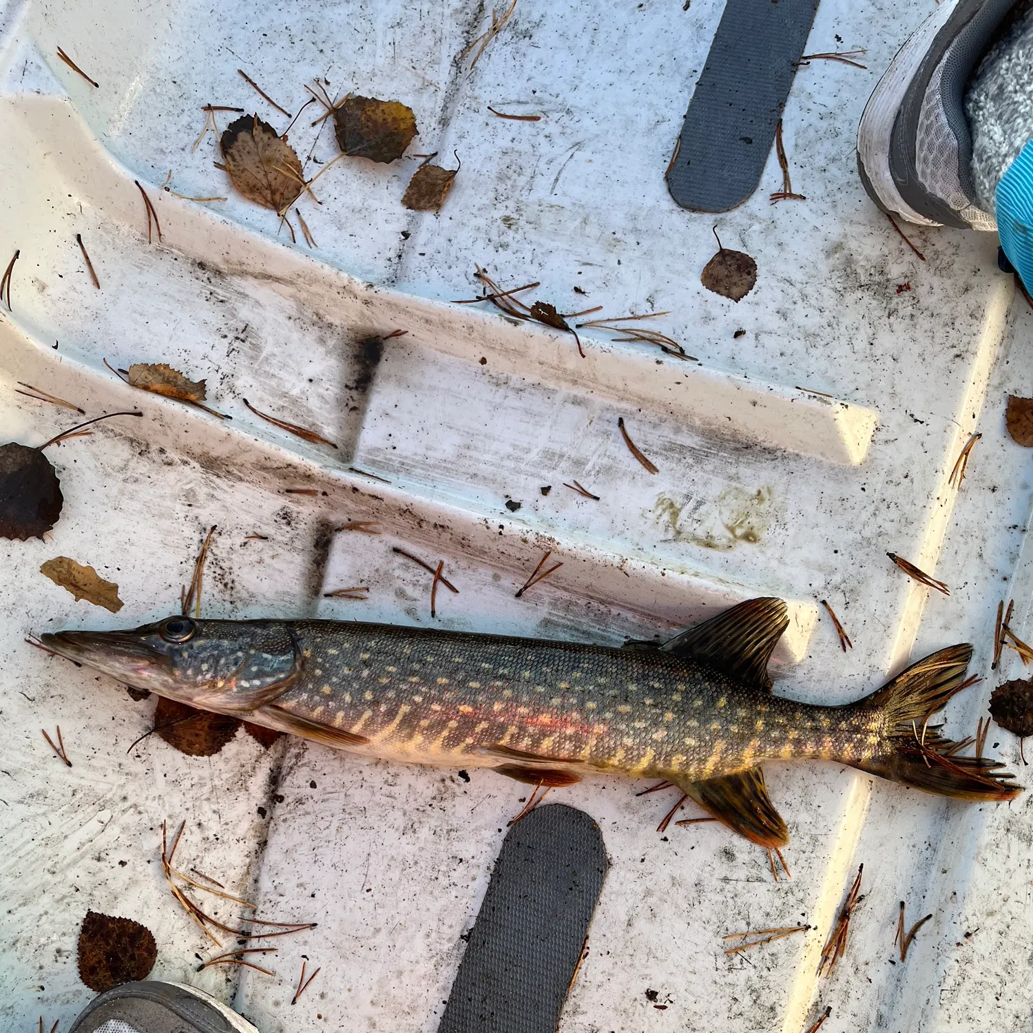Northern pike caught on Fishbrain