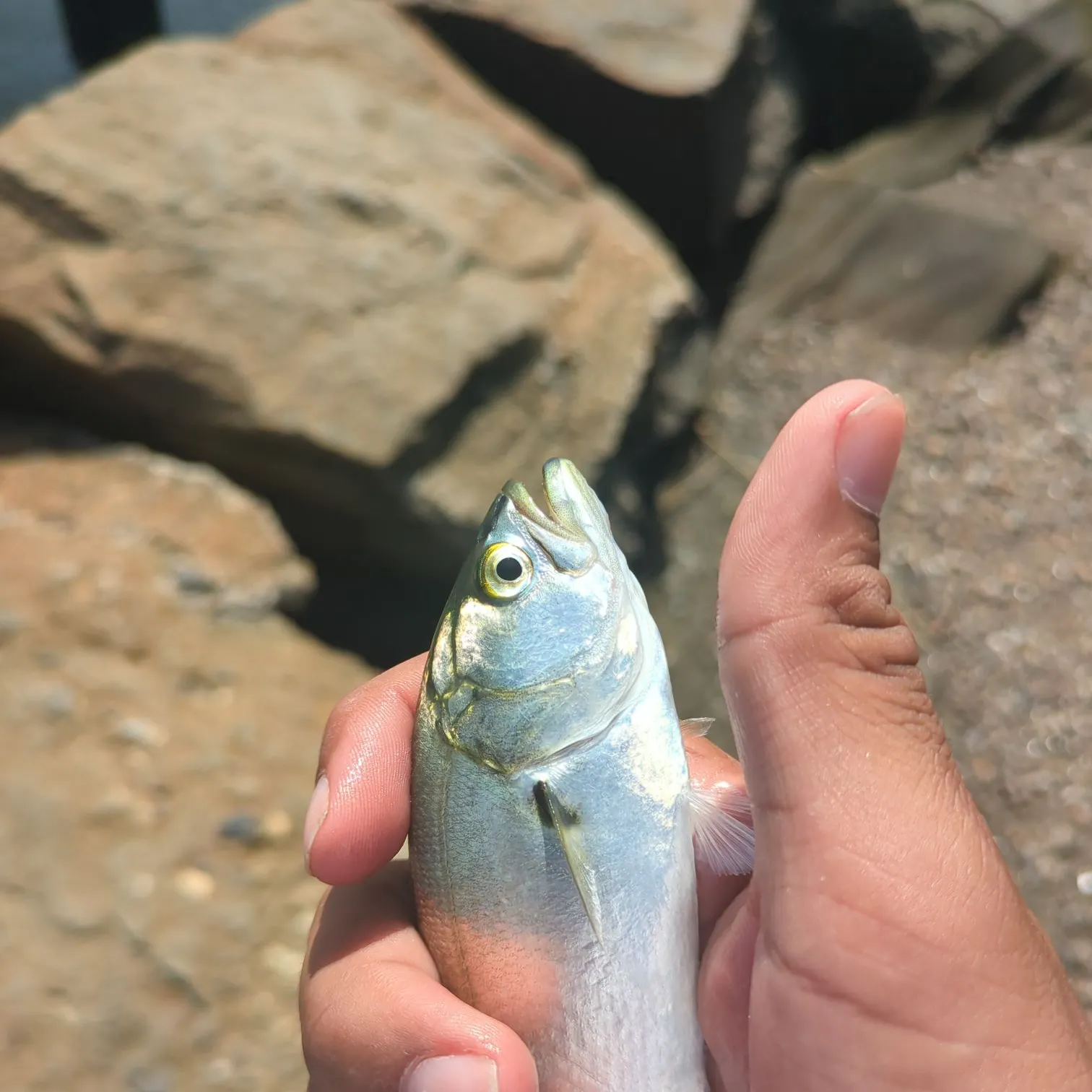 Bluefish caught on Fishbrain