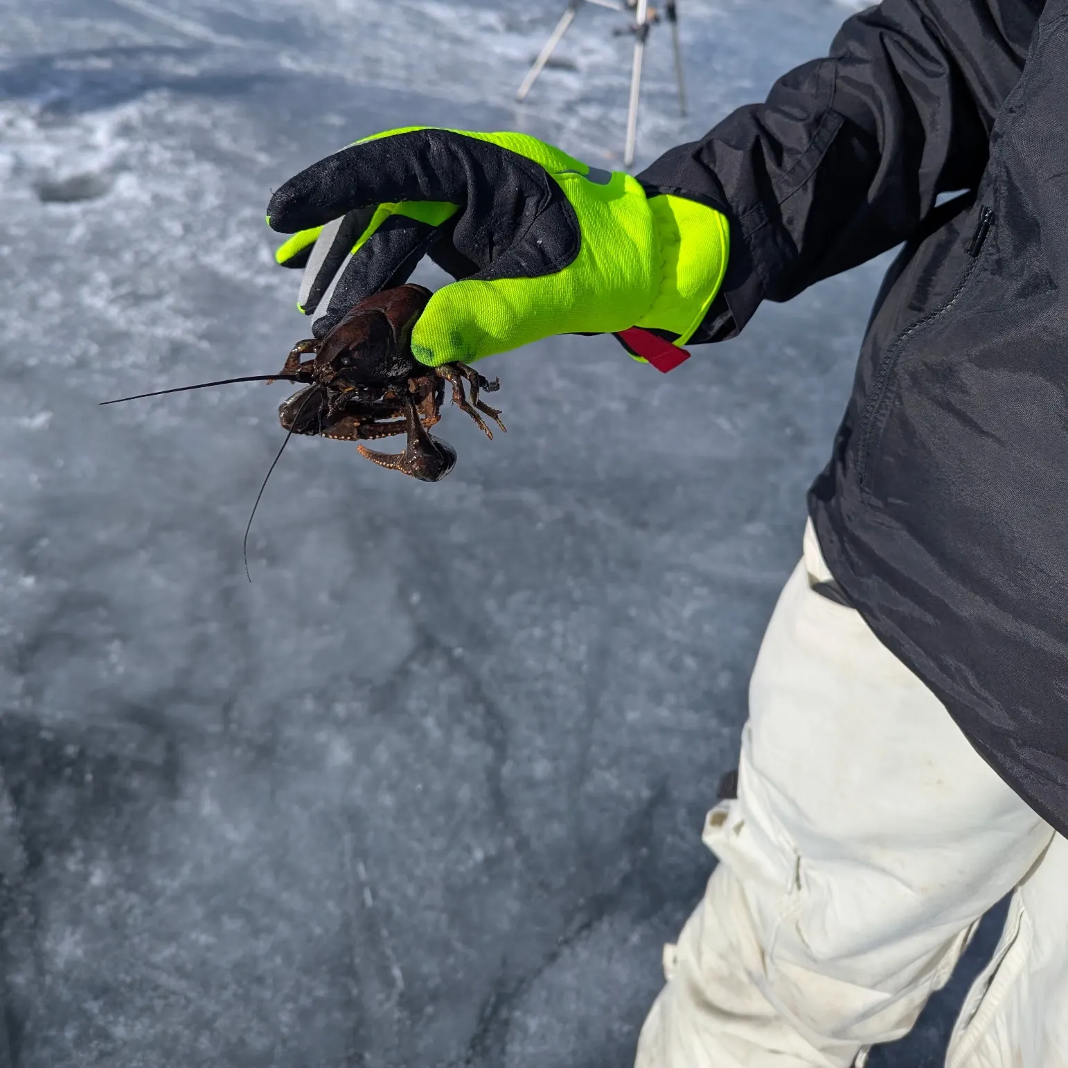 The most recent Signal crayfish catches on Fishbrain