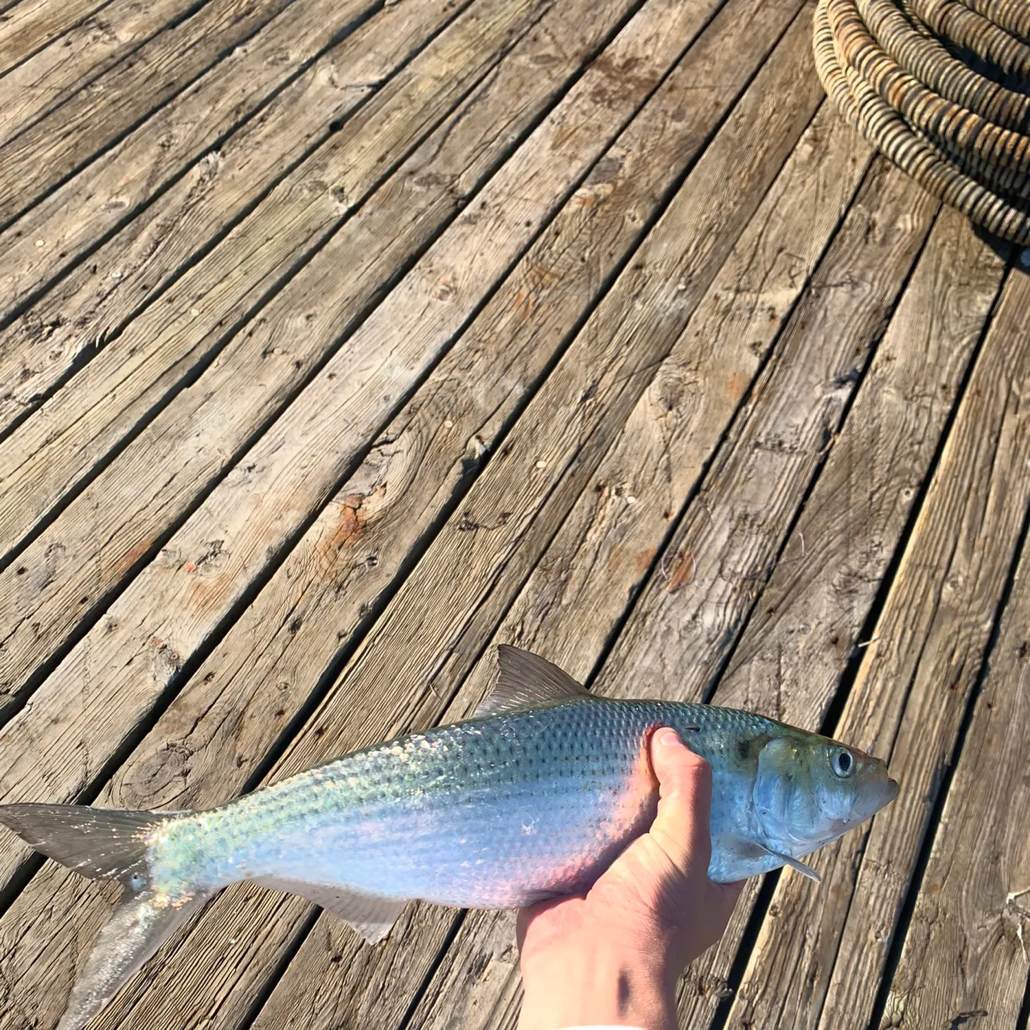 The most recent Hickory shad catches on Fishbrain