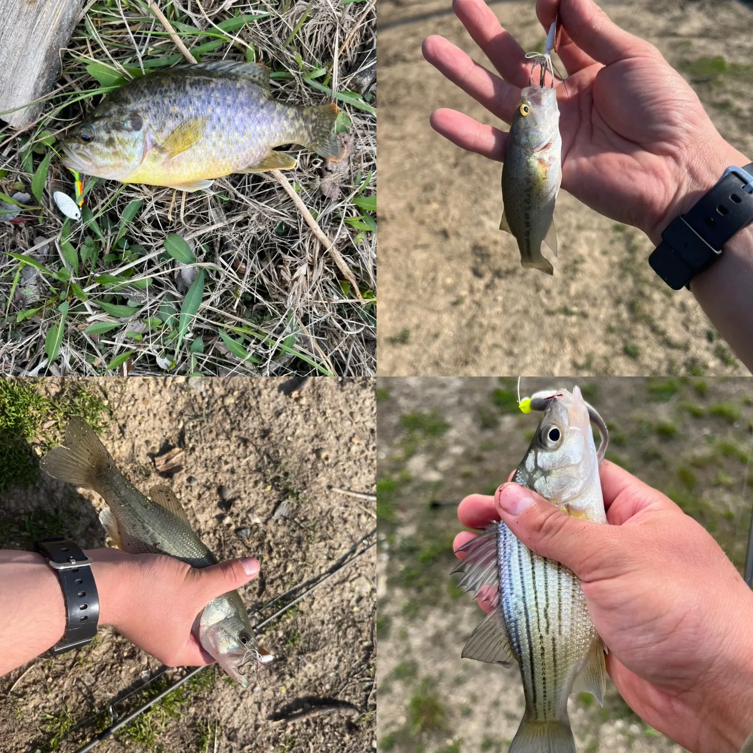 recently logged catches
