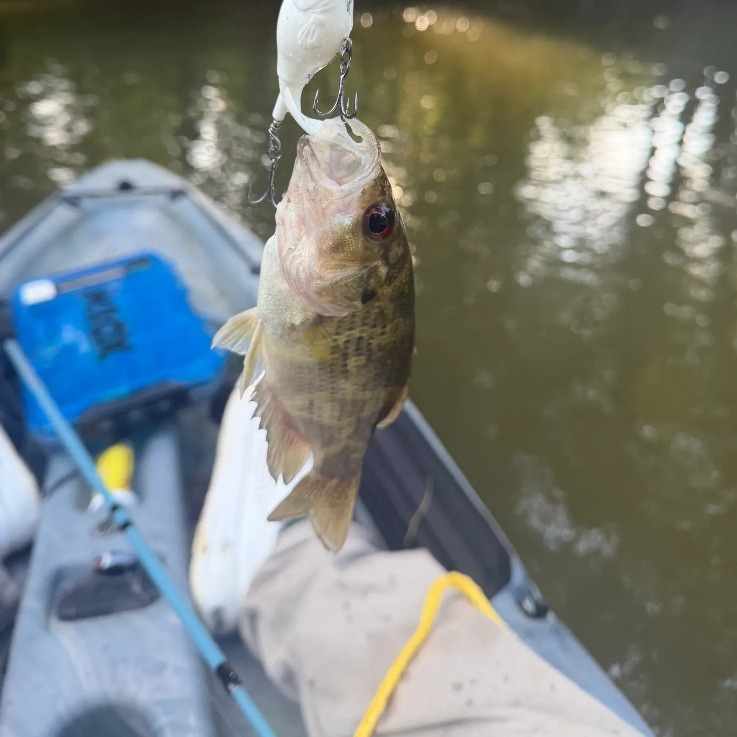 Rock bass caught on Fishbrain
