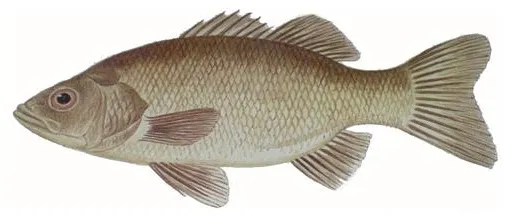 Australian bass