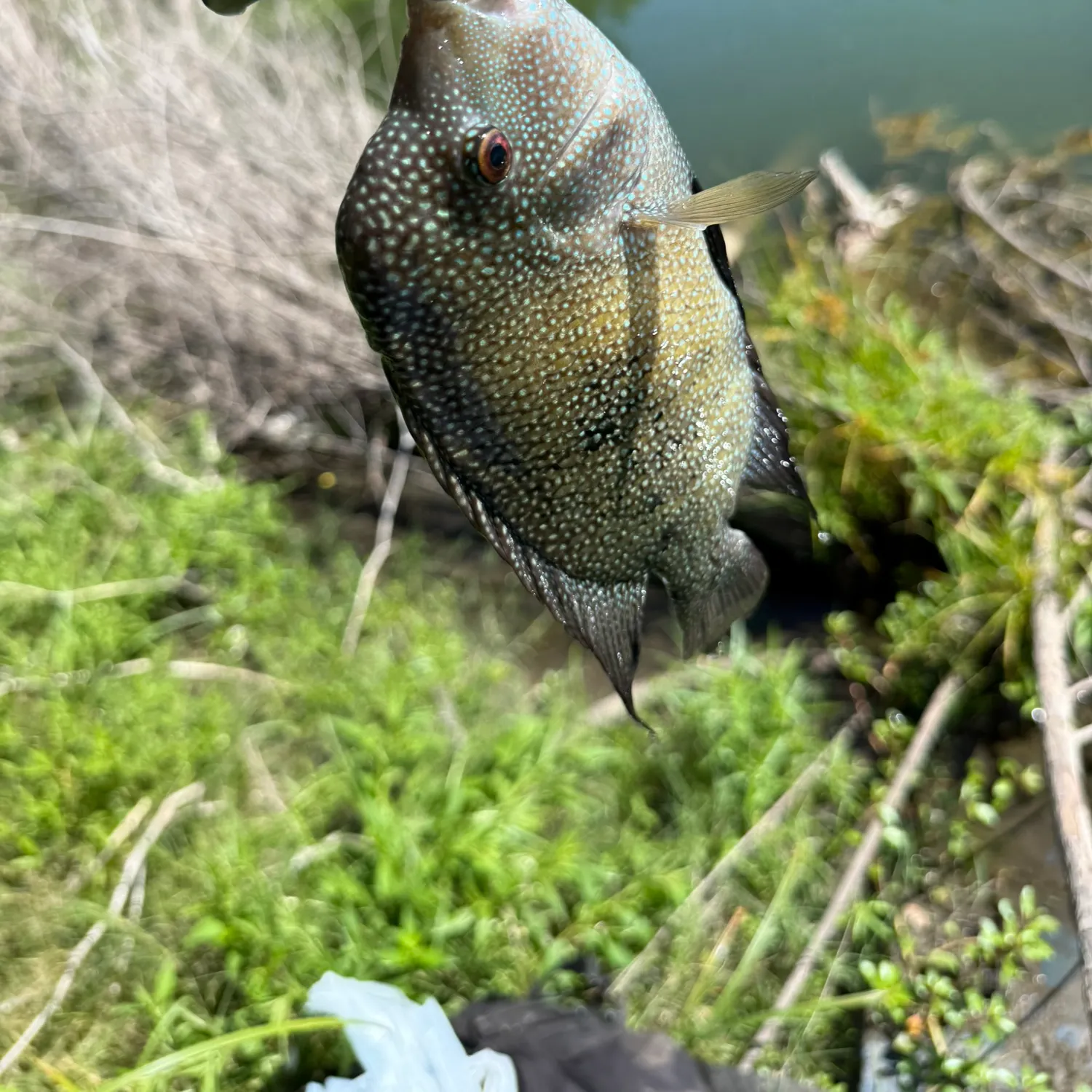 Rio Grande cichlid caught on Fishbrain