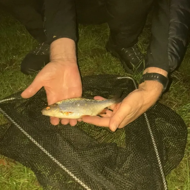 Common roach caught on Fishbrain