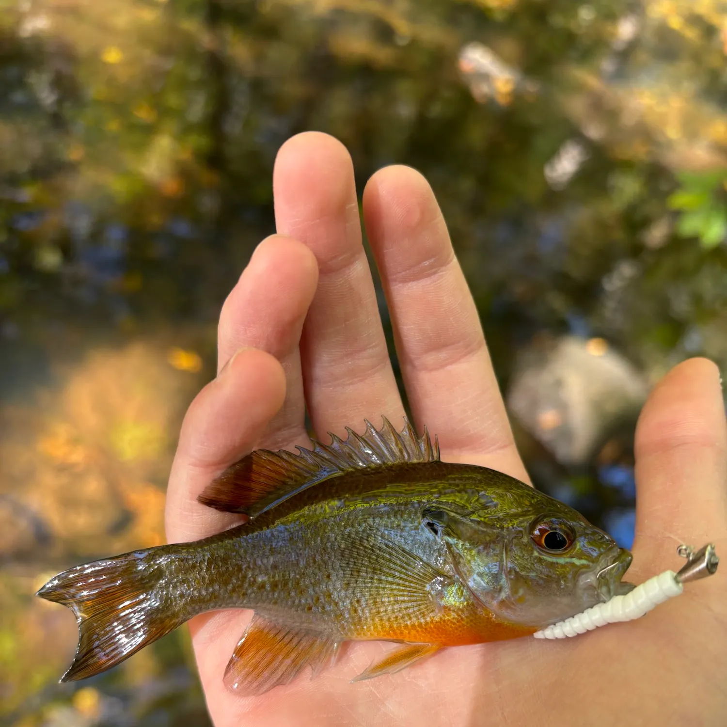 Green sunfish caught on Fishbrain