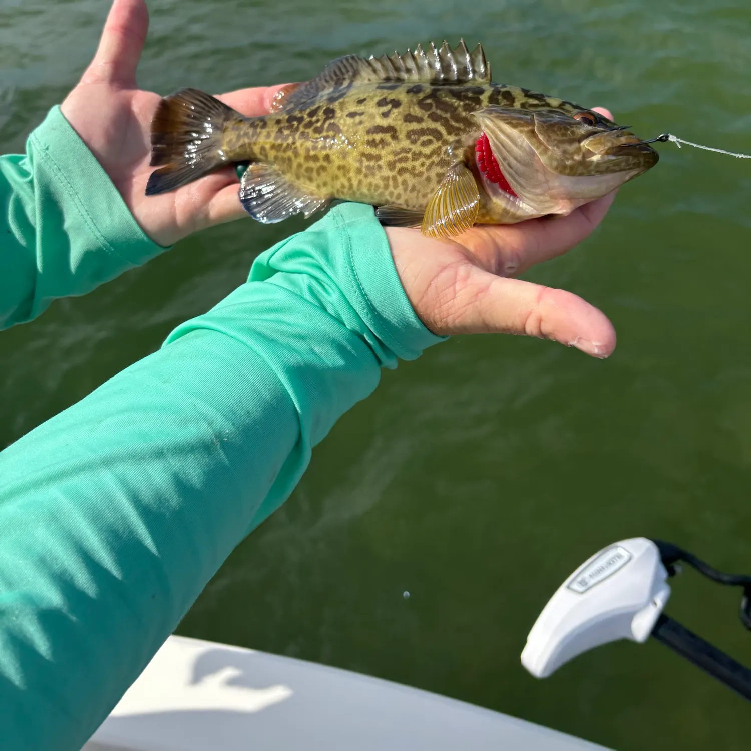 The most recent Gag grouper catches on Fishbrain