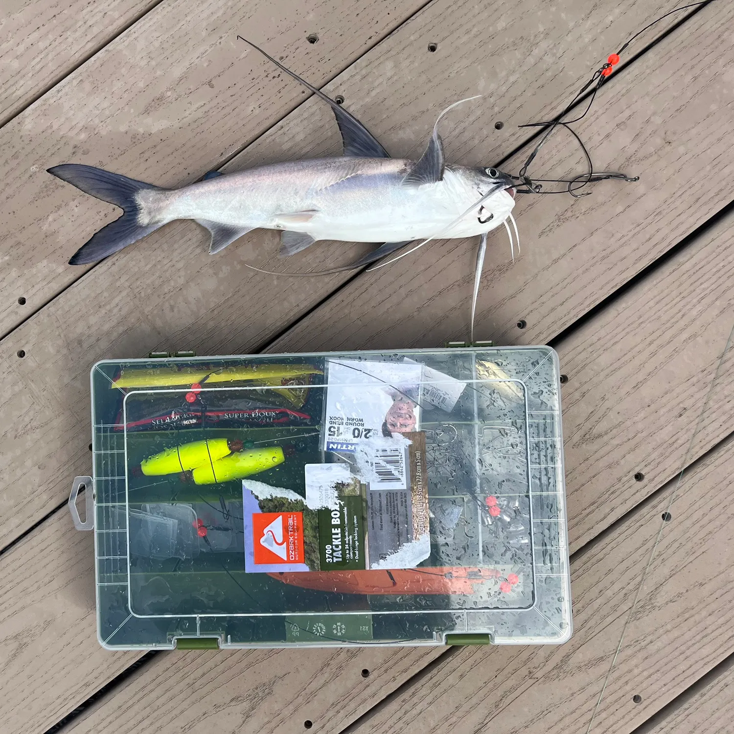 recently logged catches