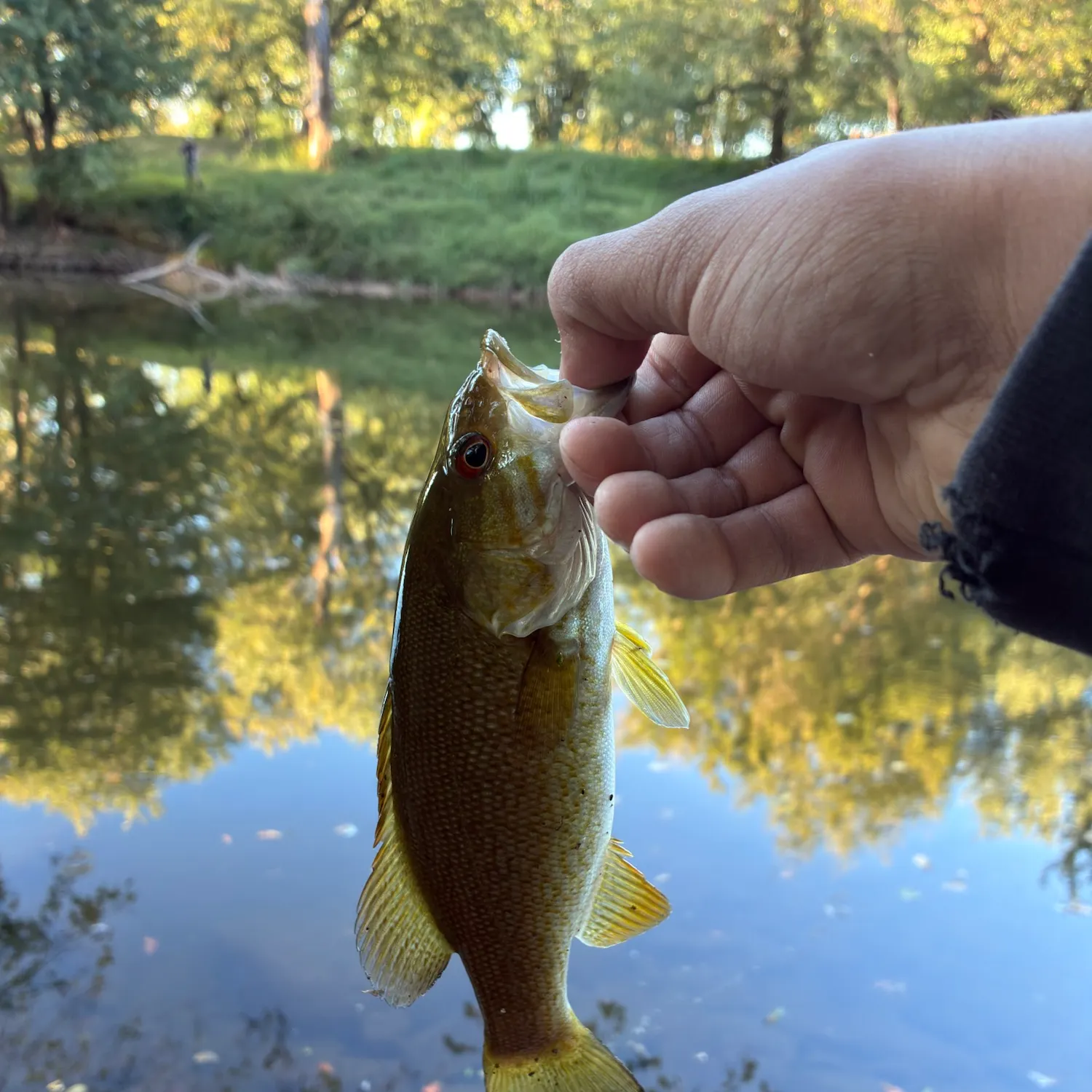 Smallmouth bass caught on Fishbrain