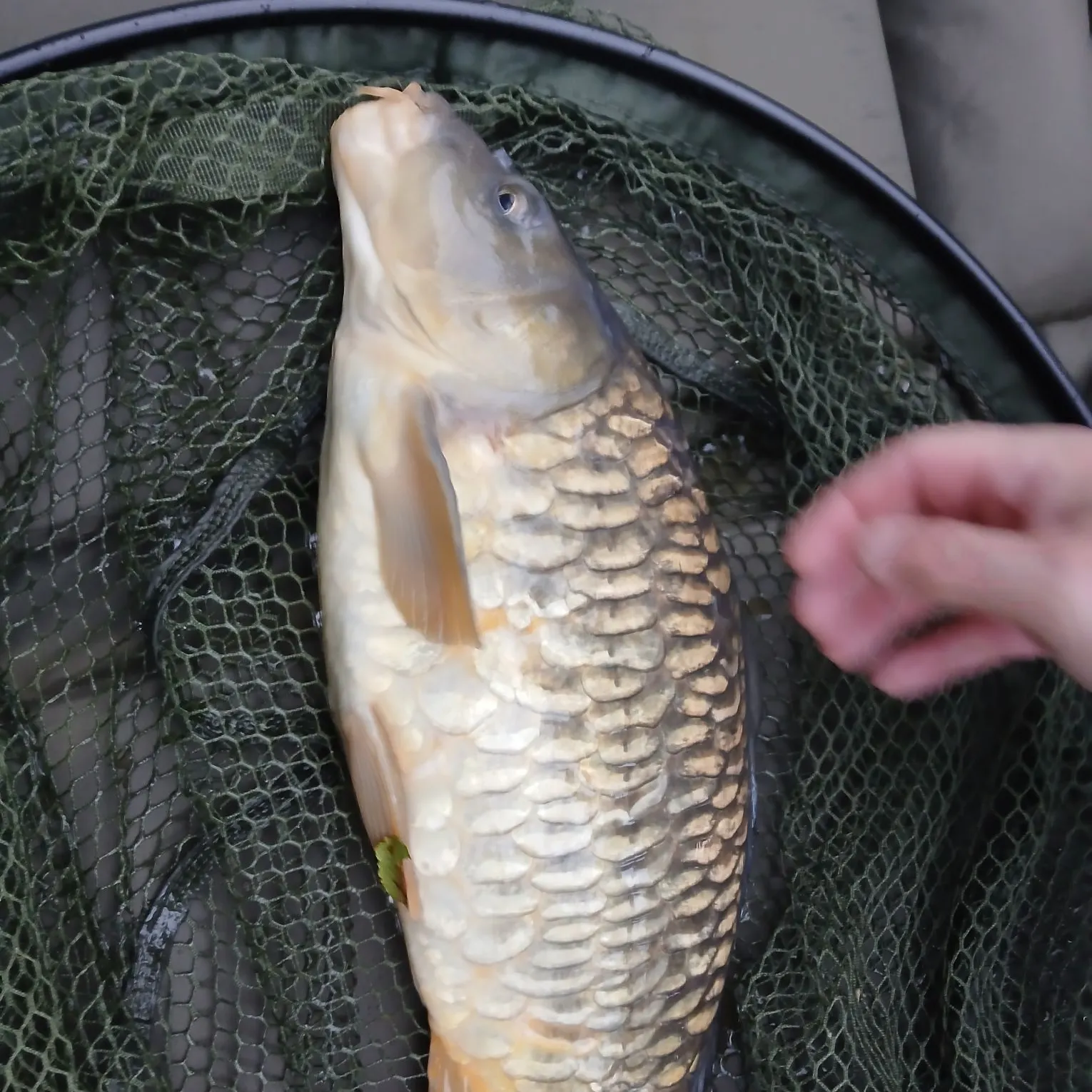 Common carp caught on Fishbrain