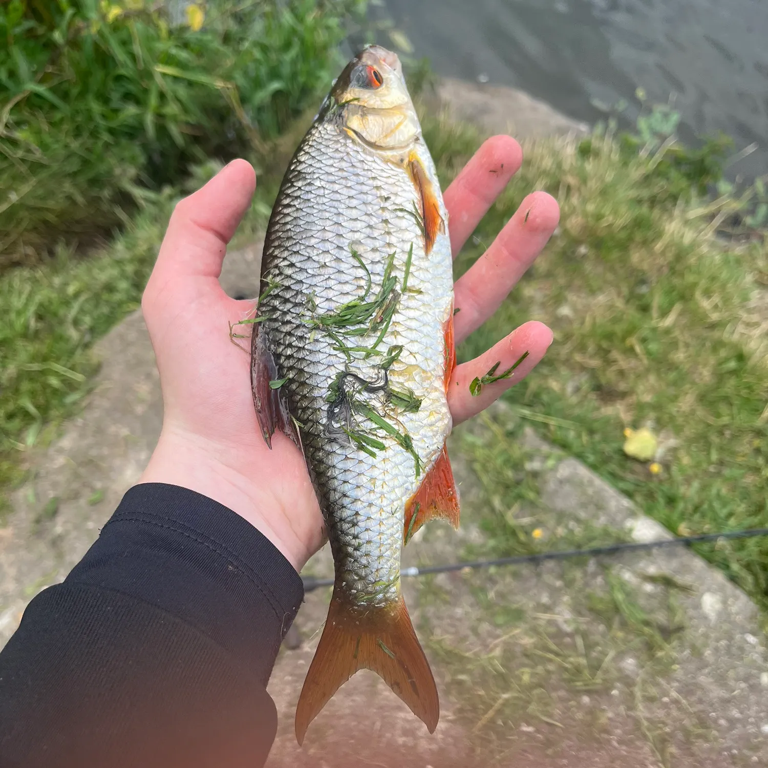 most liked catch image