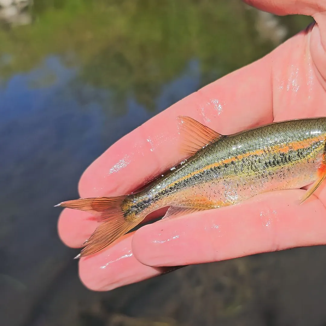 The most recent Redside shiner catches on Fishbrain