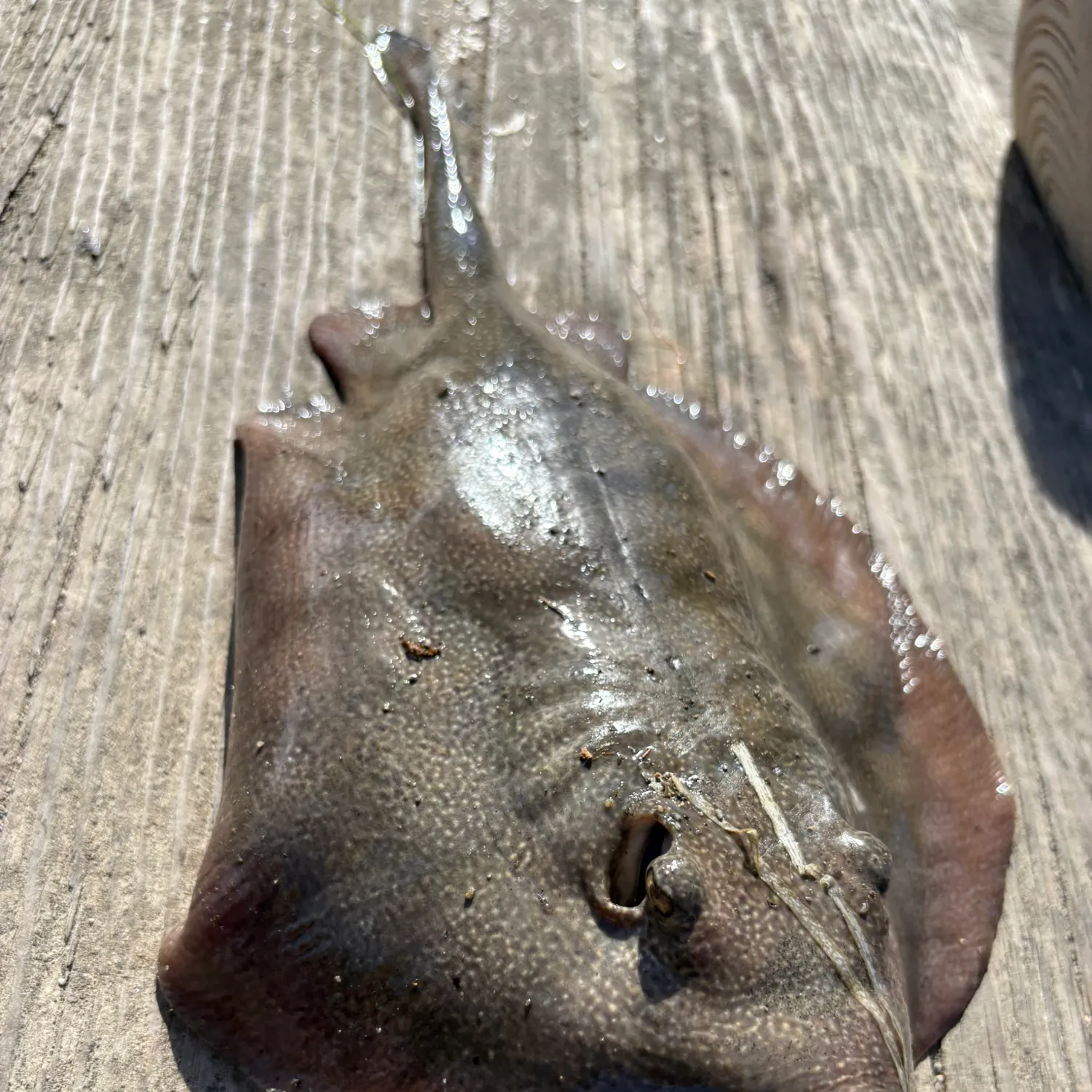 Haller's round ray caught on Fishbrain
