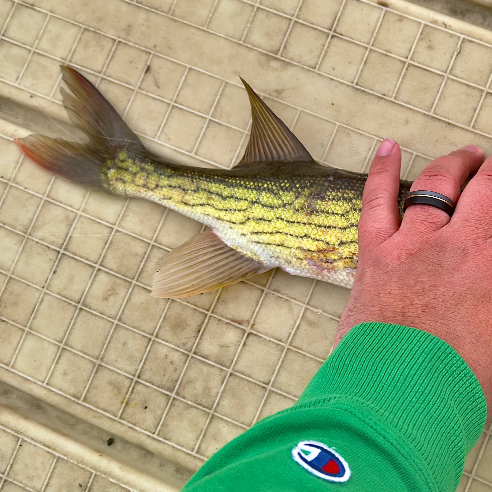 recently logged catches