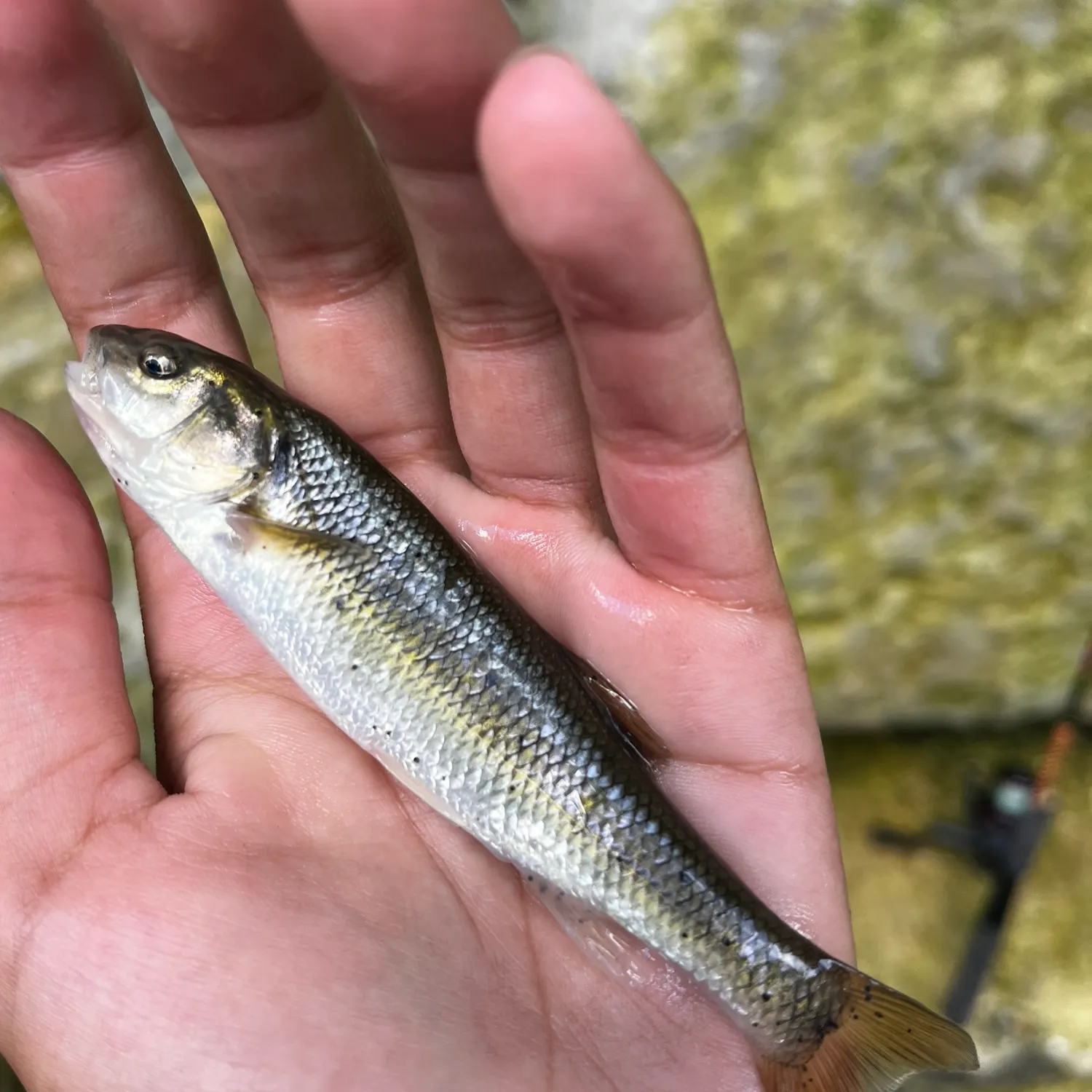 Creek chub caught on Fishbrain