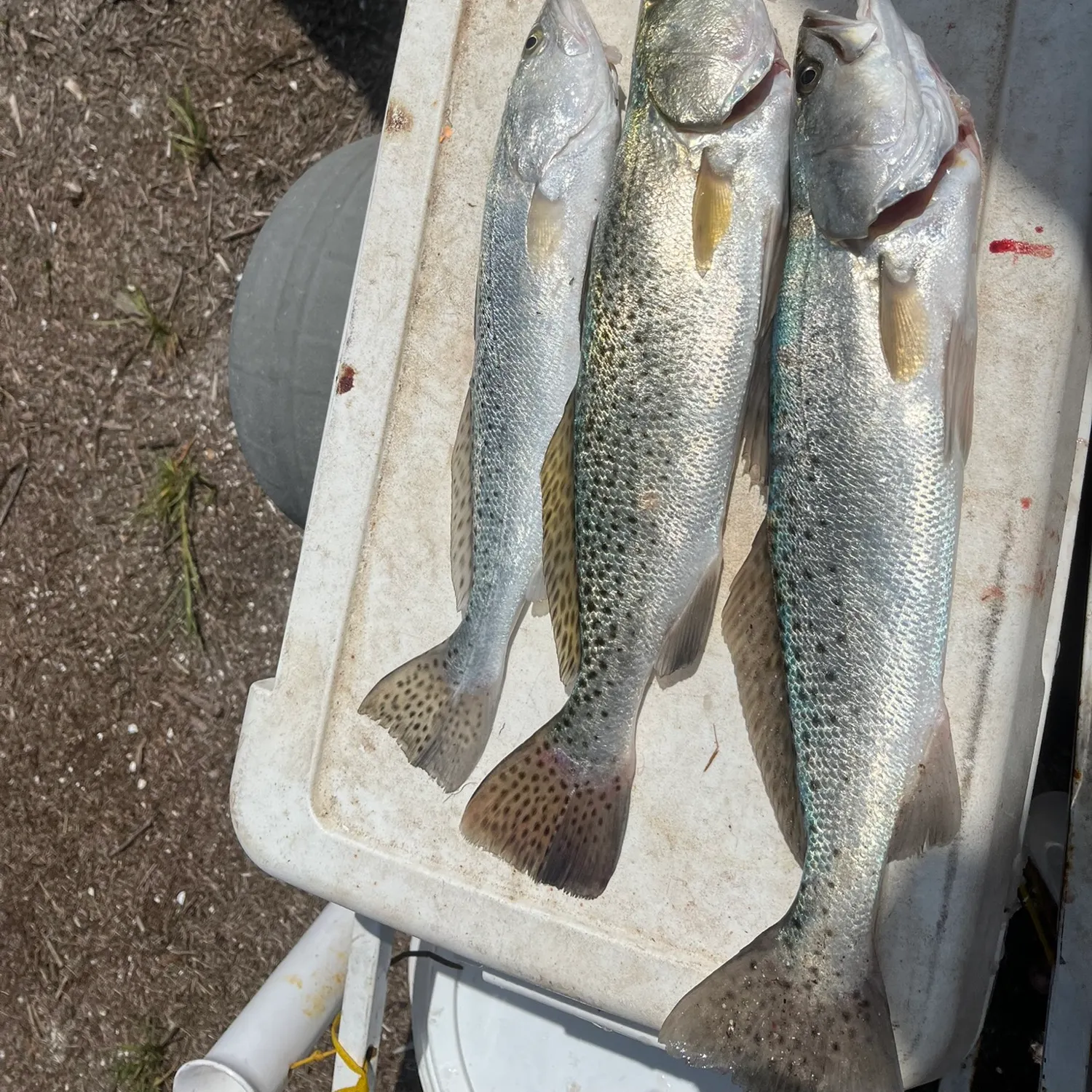 The most recent Spotted seatrout catches on Fishbrain