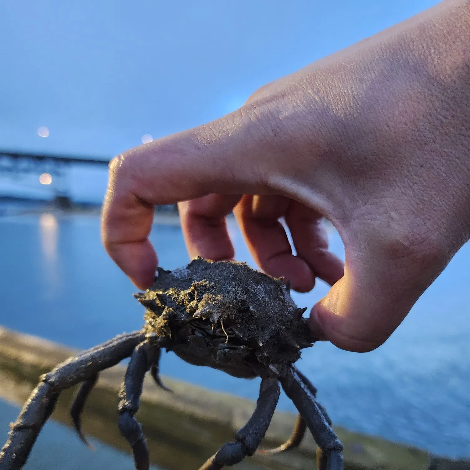 The most recent Portly spider crab catches on Fishbrain