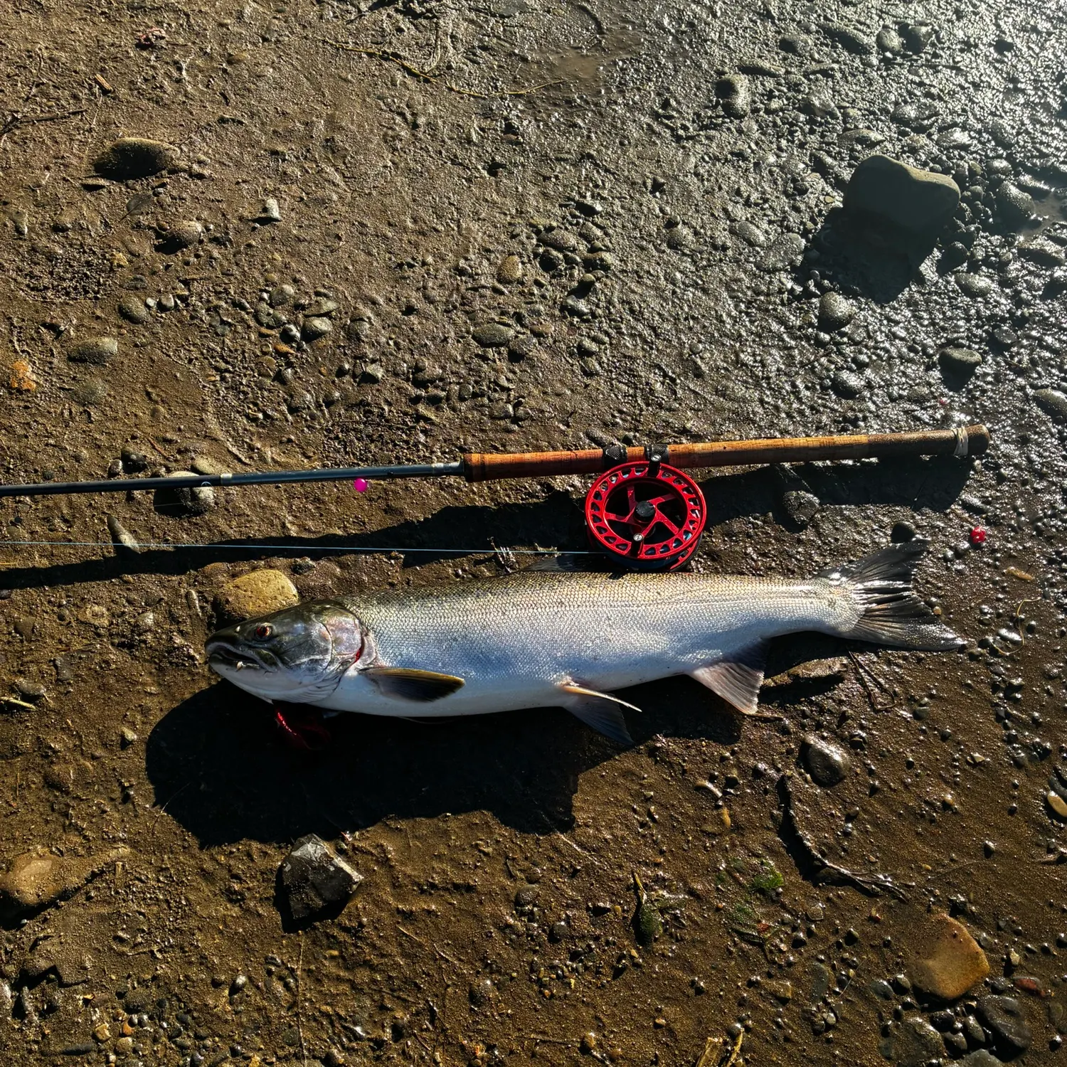 Coho salmon caught on Fishbrain