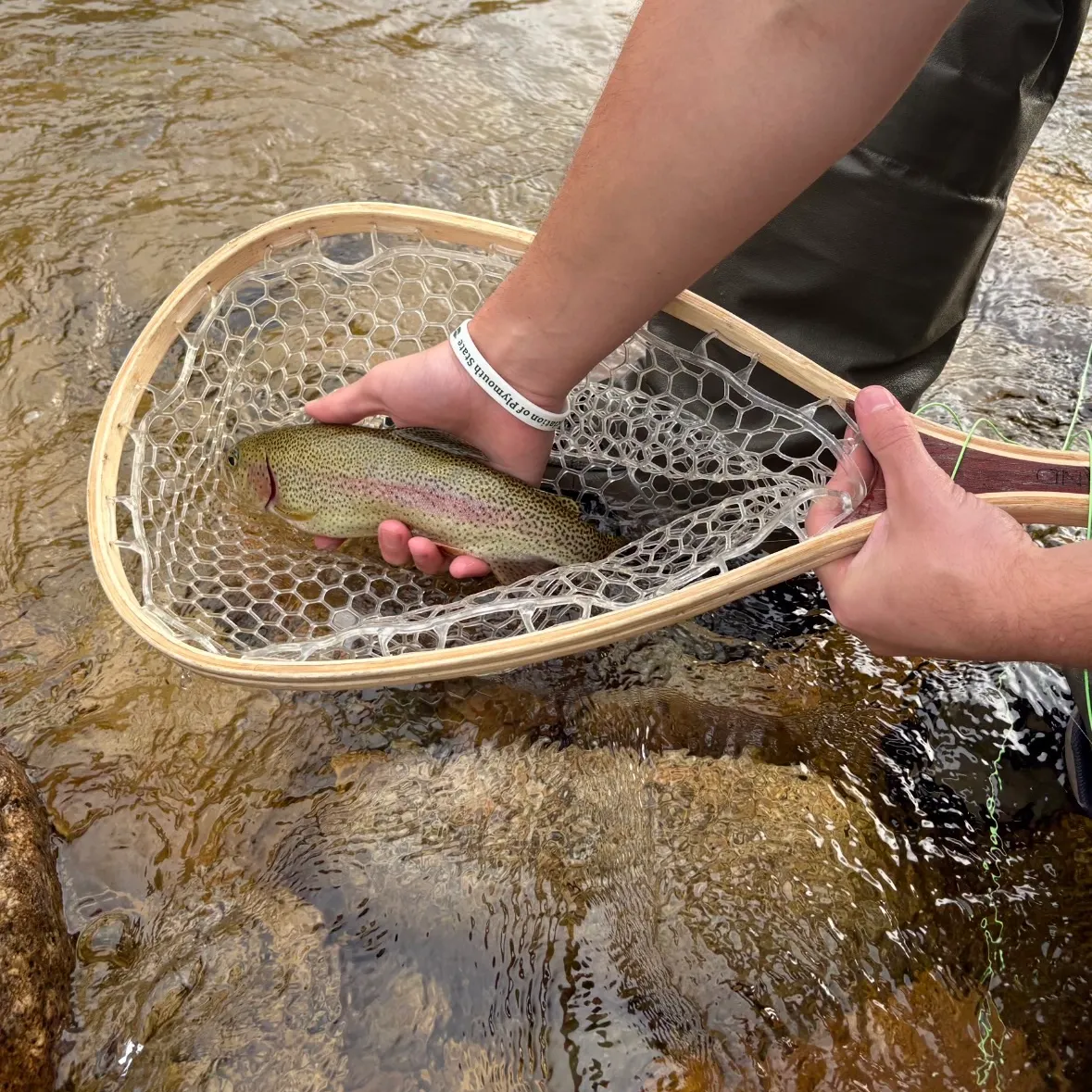 Rainbow trout caught on Fishbrain