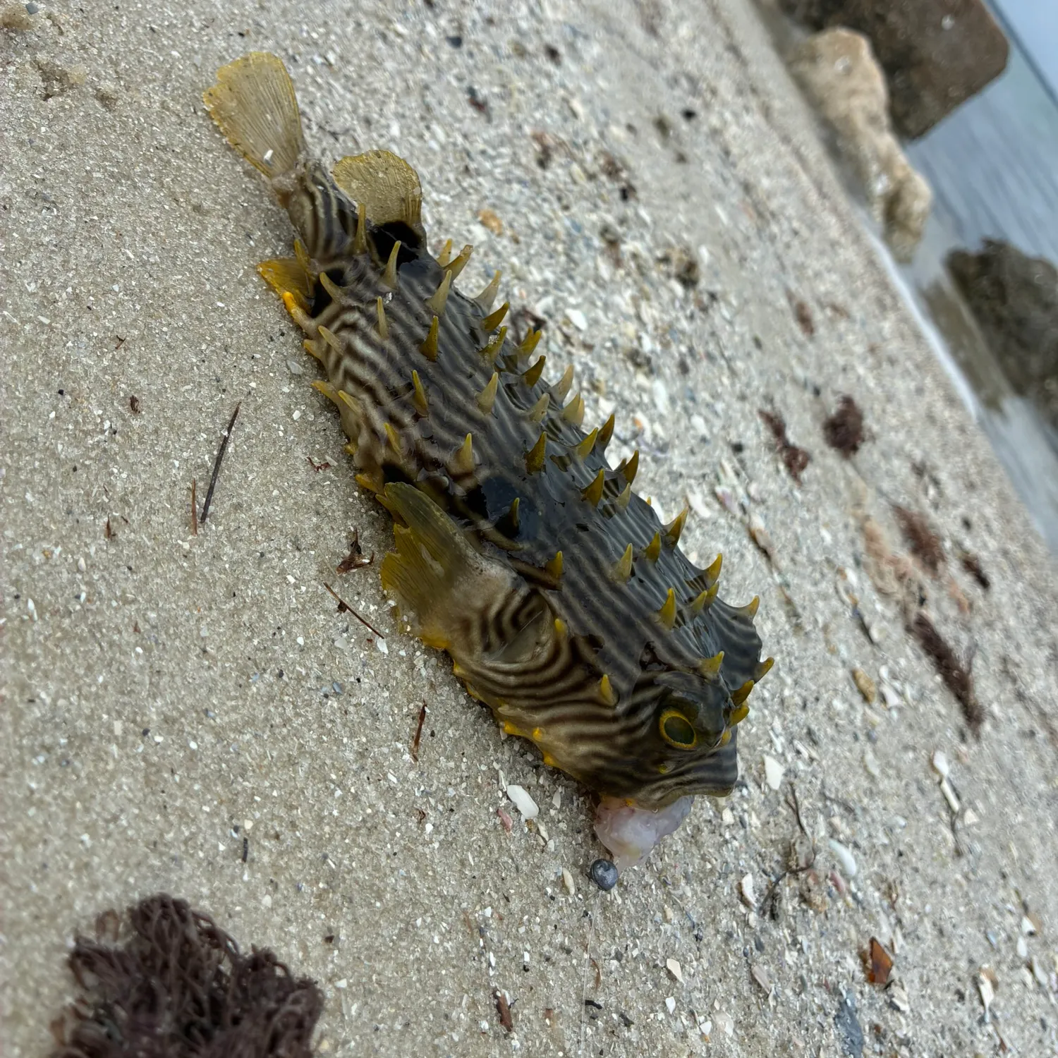 The most recent Spot-fin porcupinefish catches on Fishbrain