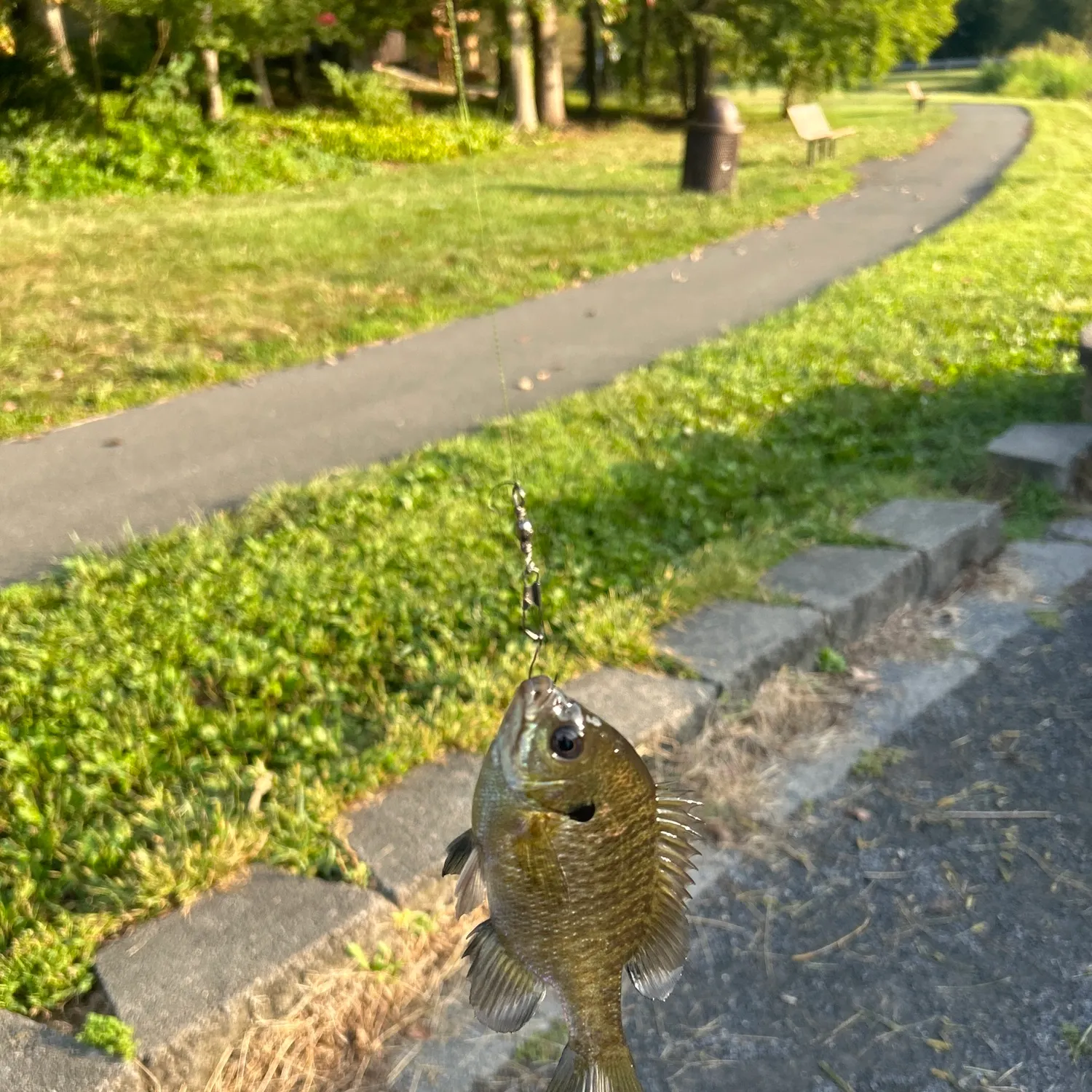 Bluegill caught on Fishbrain
