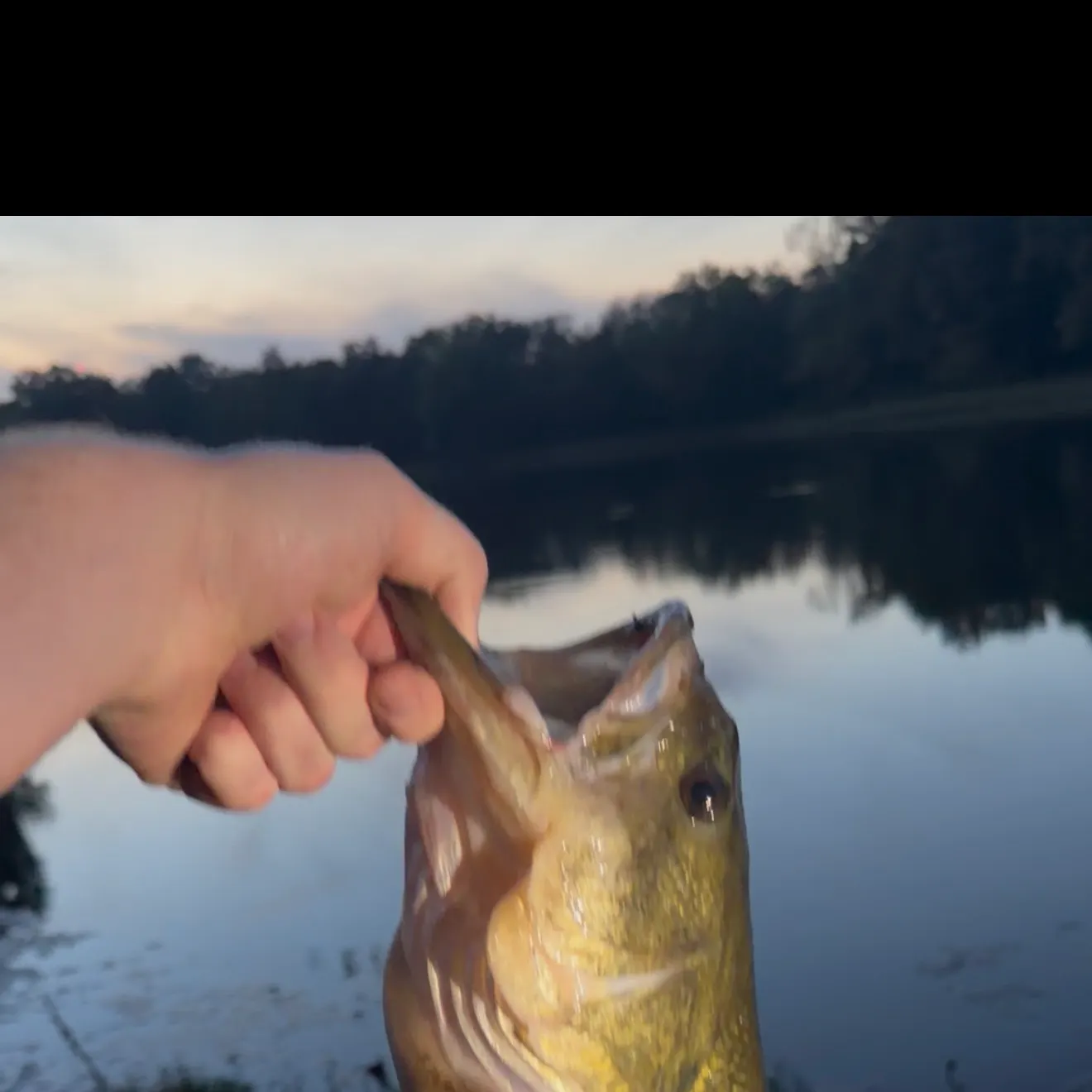 Largemouth bass caught on Fishbrain