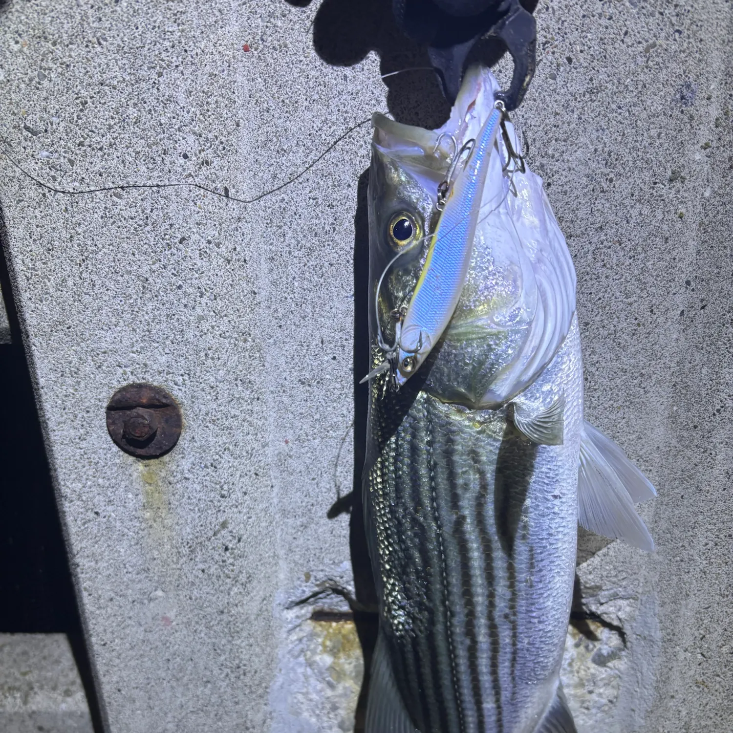 Striped bass caught on Fishbrain