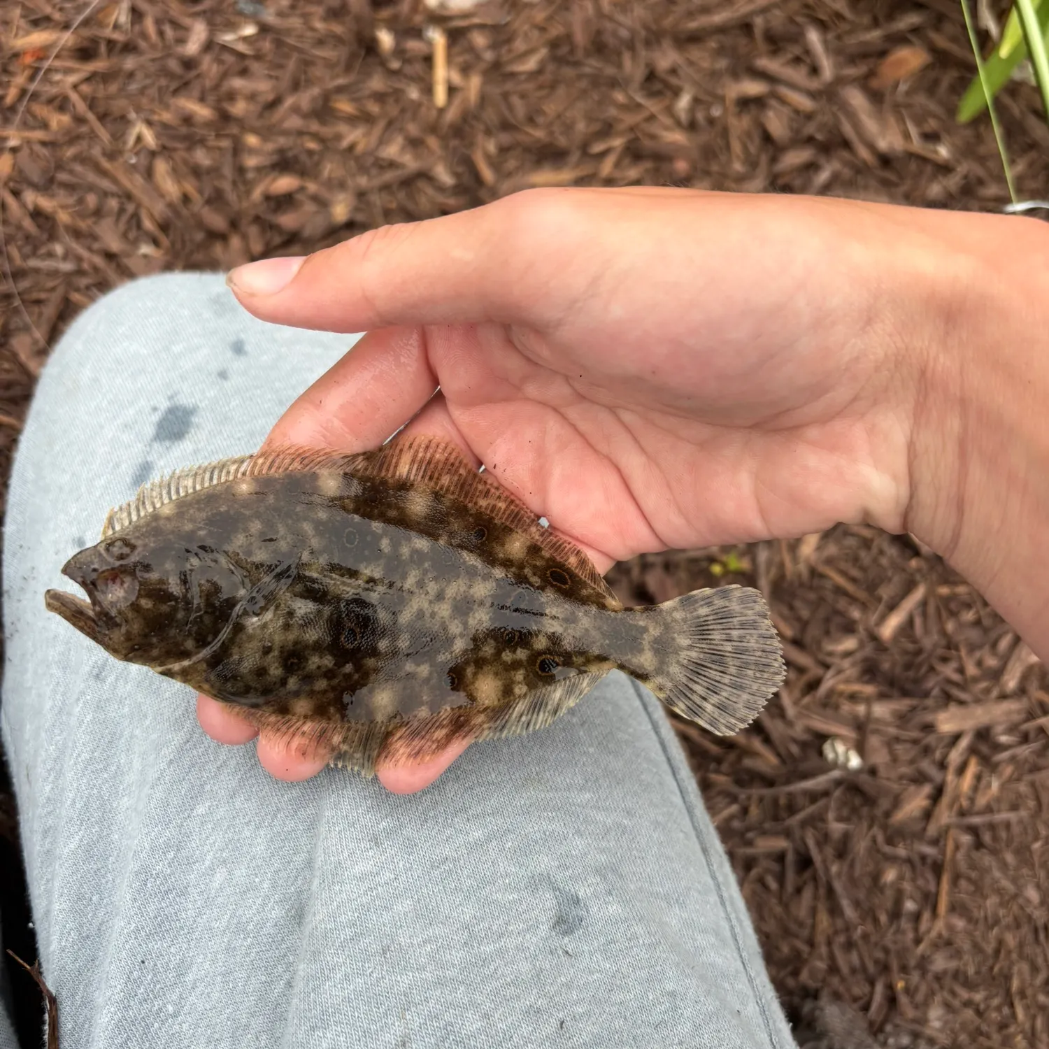 The most recent Summer flounder catches on Fishbrain