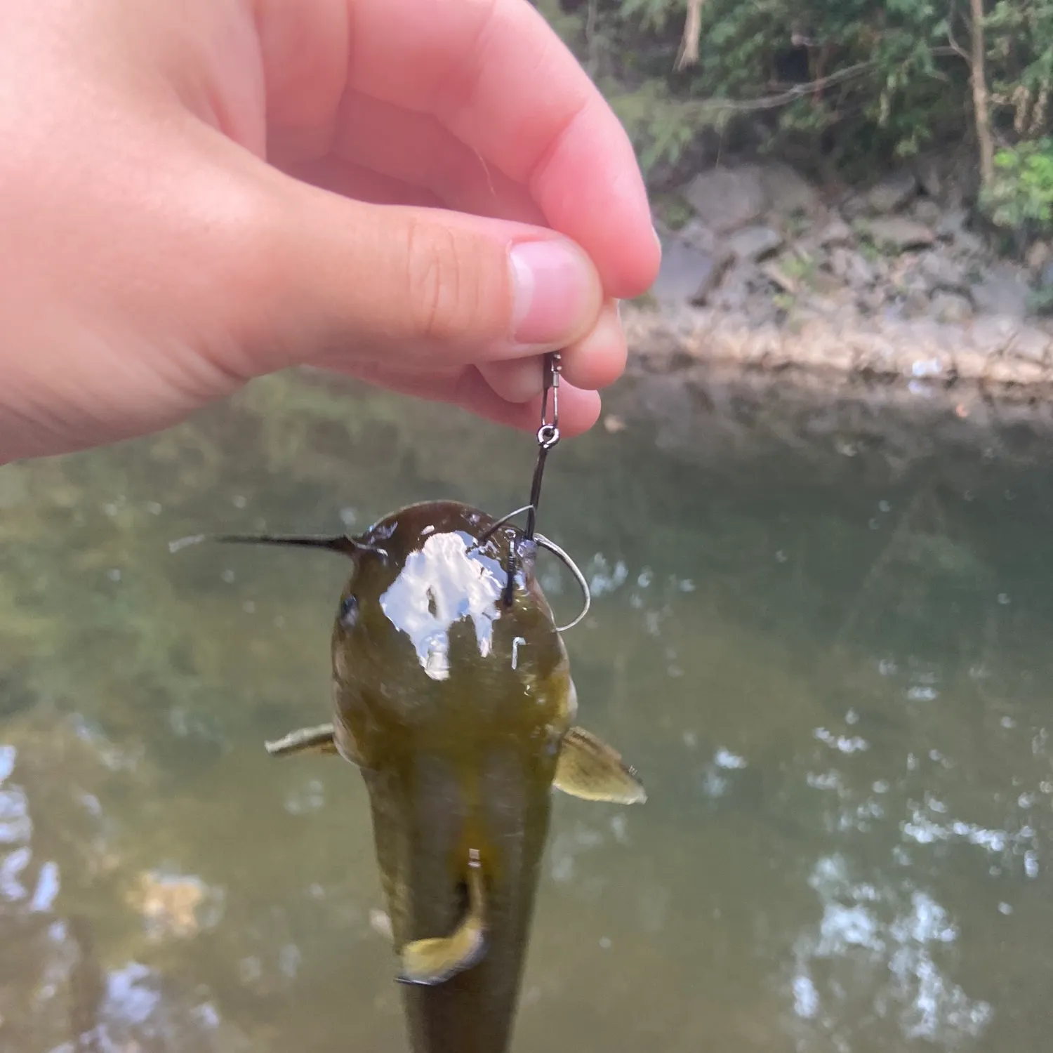 The most recent Flat bullhead catches on Fishbrain