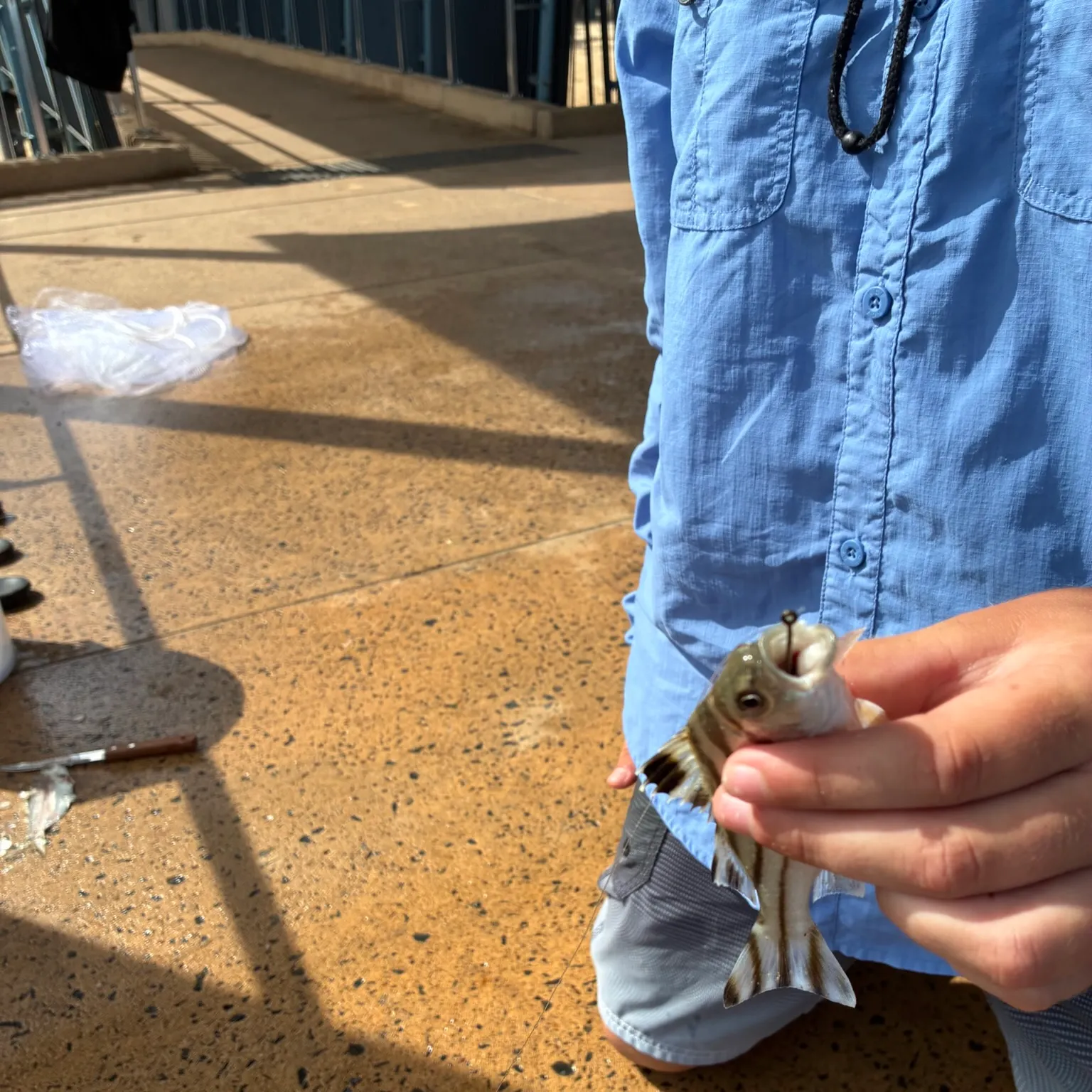 The most recent Eastern striped grunter catches on Fishbrain