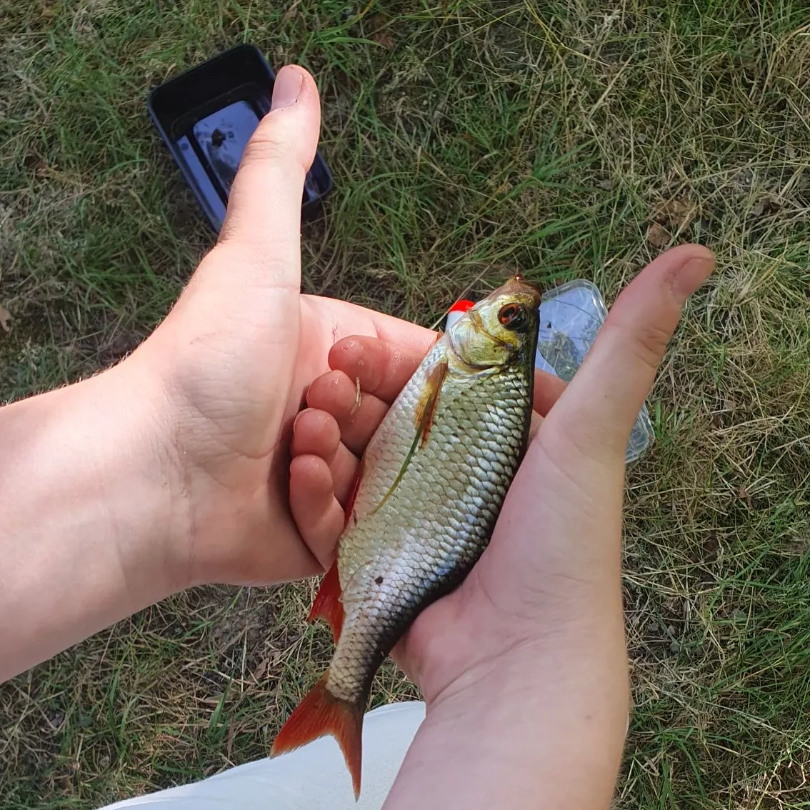 The most recent Common rudd catches on Fishbrain