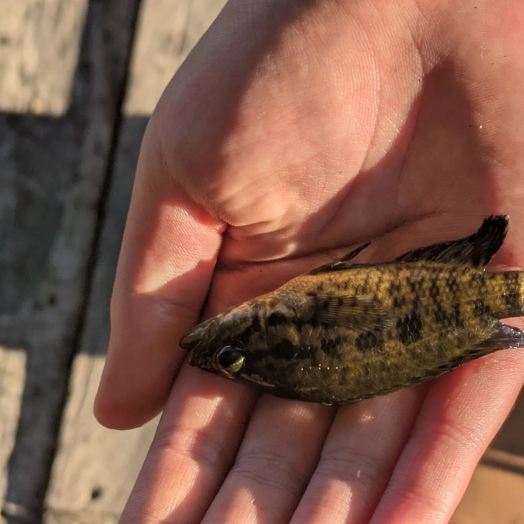 The most recent Jaguar cichlid catches on Fishbrain