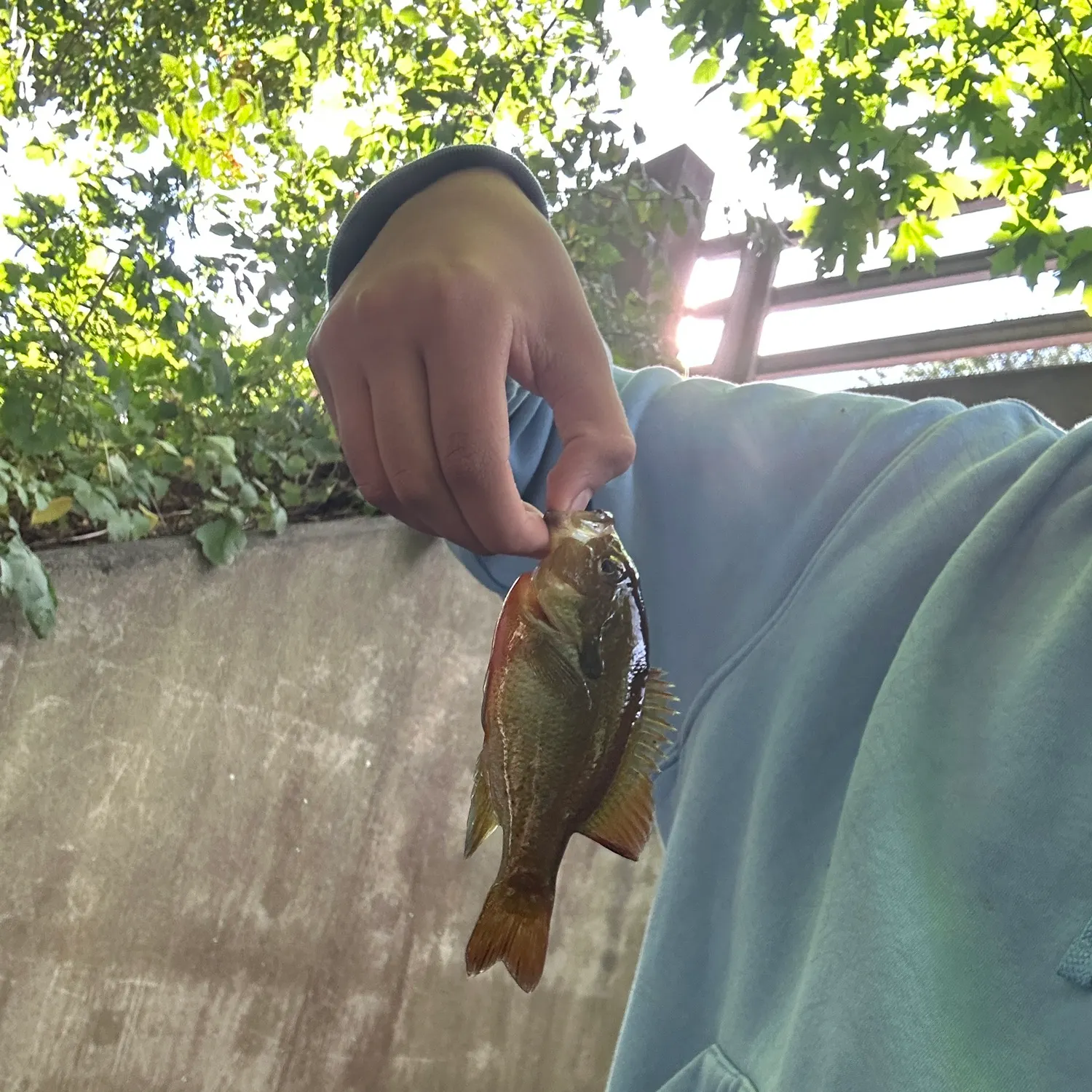 Redbreast sunfish caught on Fishbrain