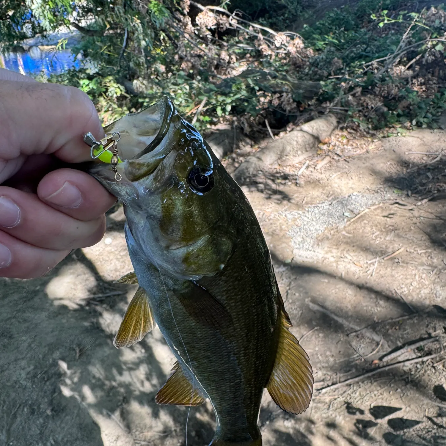 Smallmouth bass caught on Fishbrain
