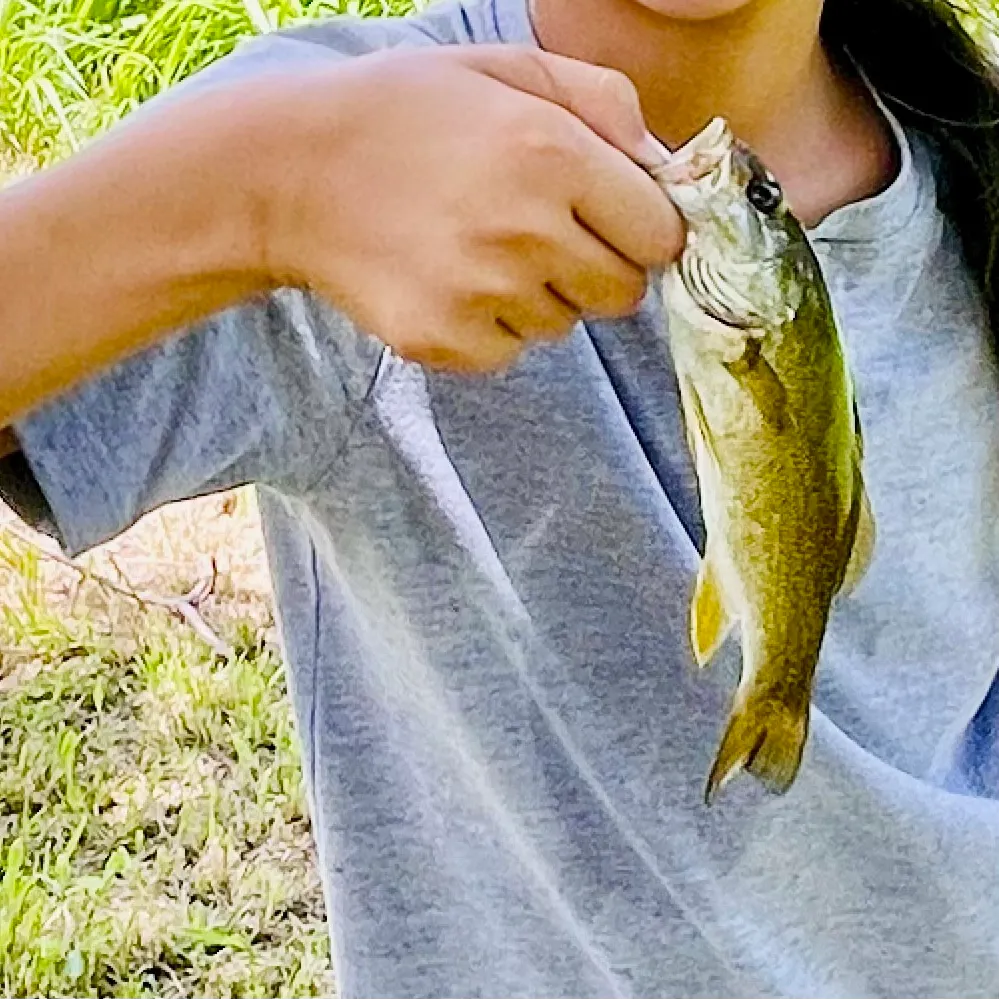 The most recent Ouachita smallmouth bass catches on Fishbrain